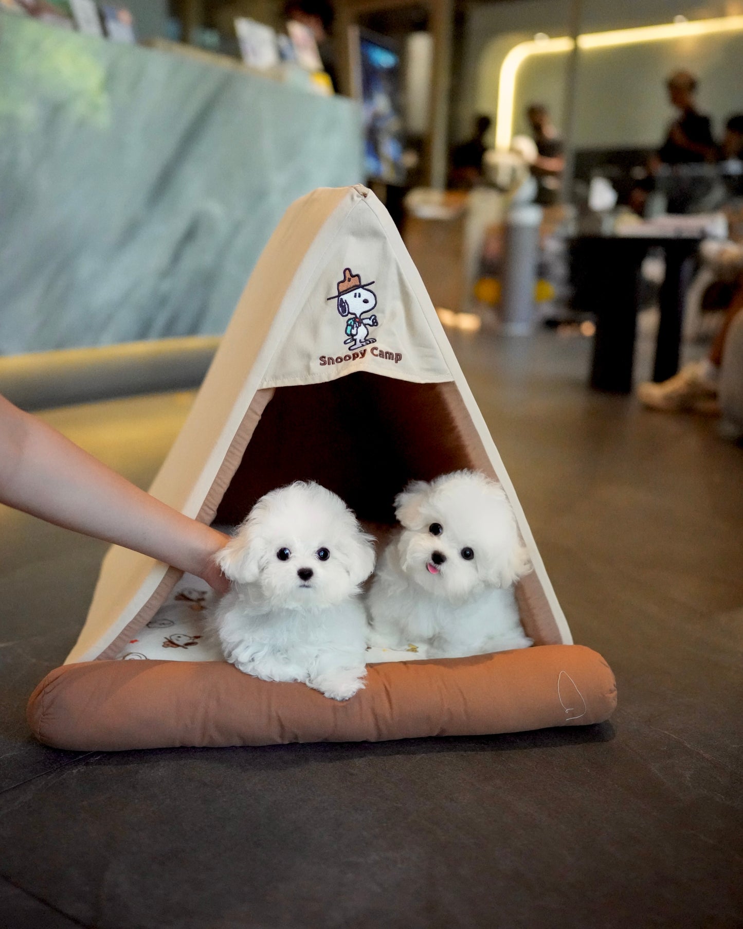 Ronron - Mini Bichon (White)