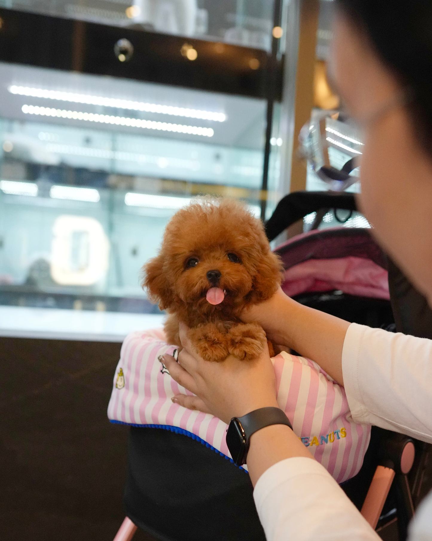 Fatima - Tiny Poodle (Red)