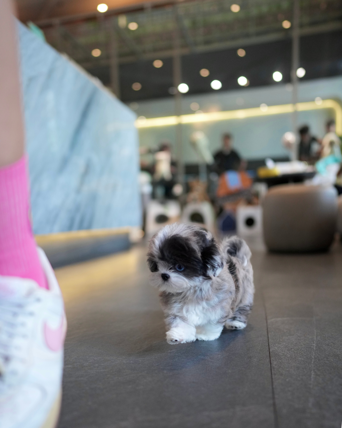 Greg - Maltipoo (Blue Merle)