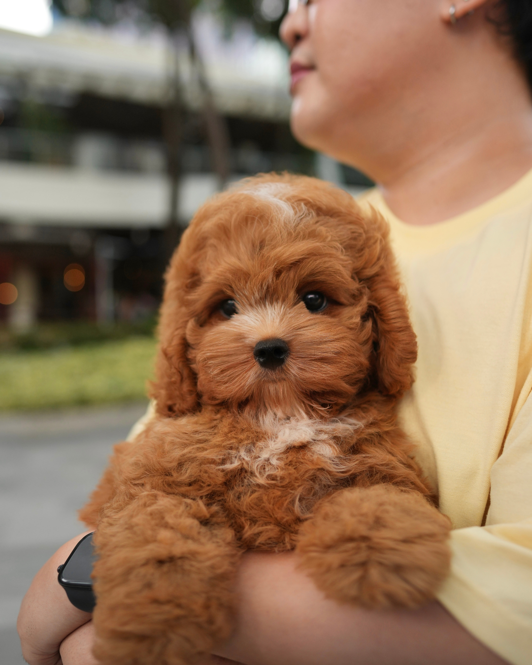 Austie - Mini Golden Doodle (Brown & White)