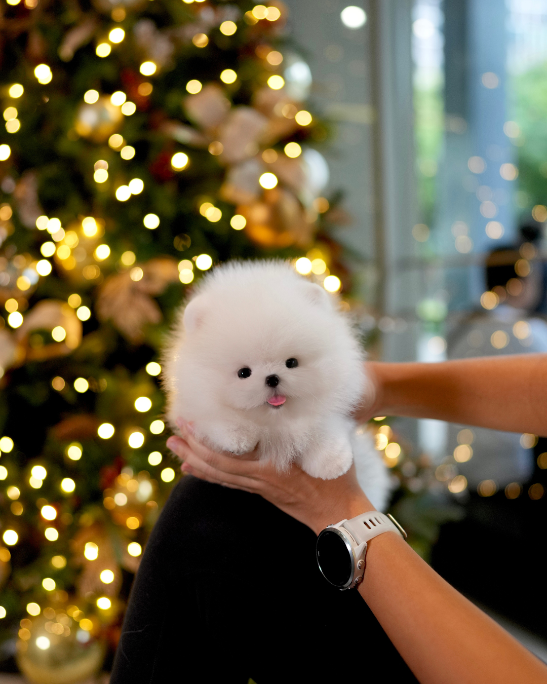 Dexter - Pomeranian (White)