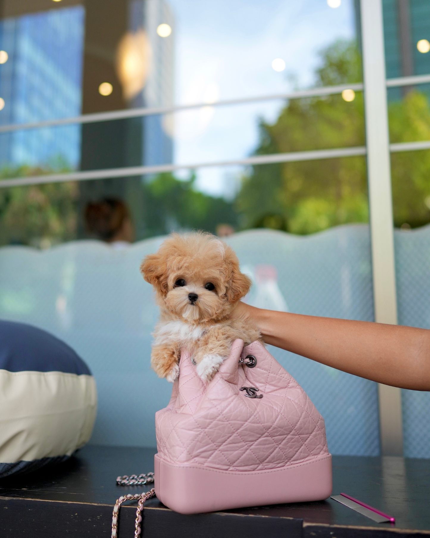 Jom - Maltipoo (Brown & White)
