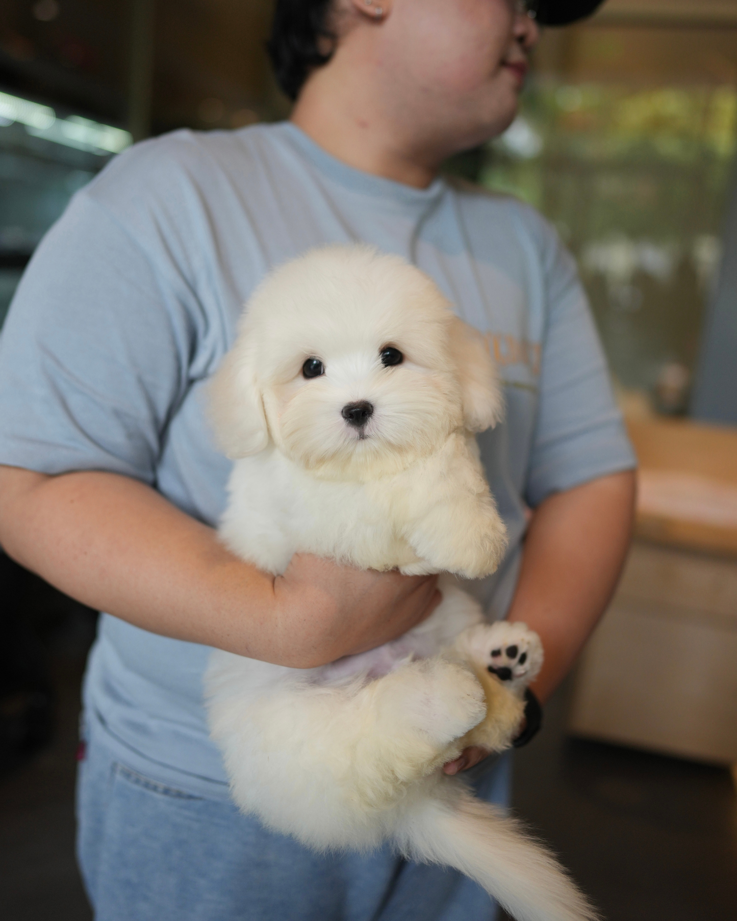 Irold - Coton de Tulear (White)