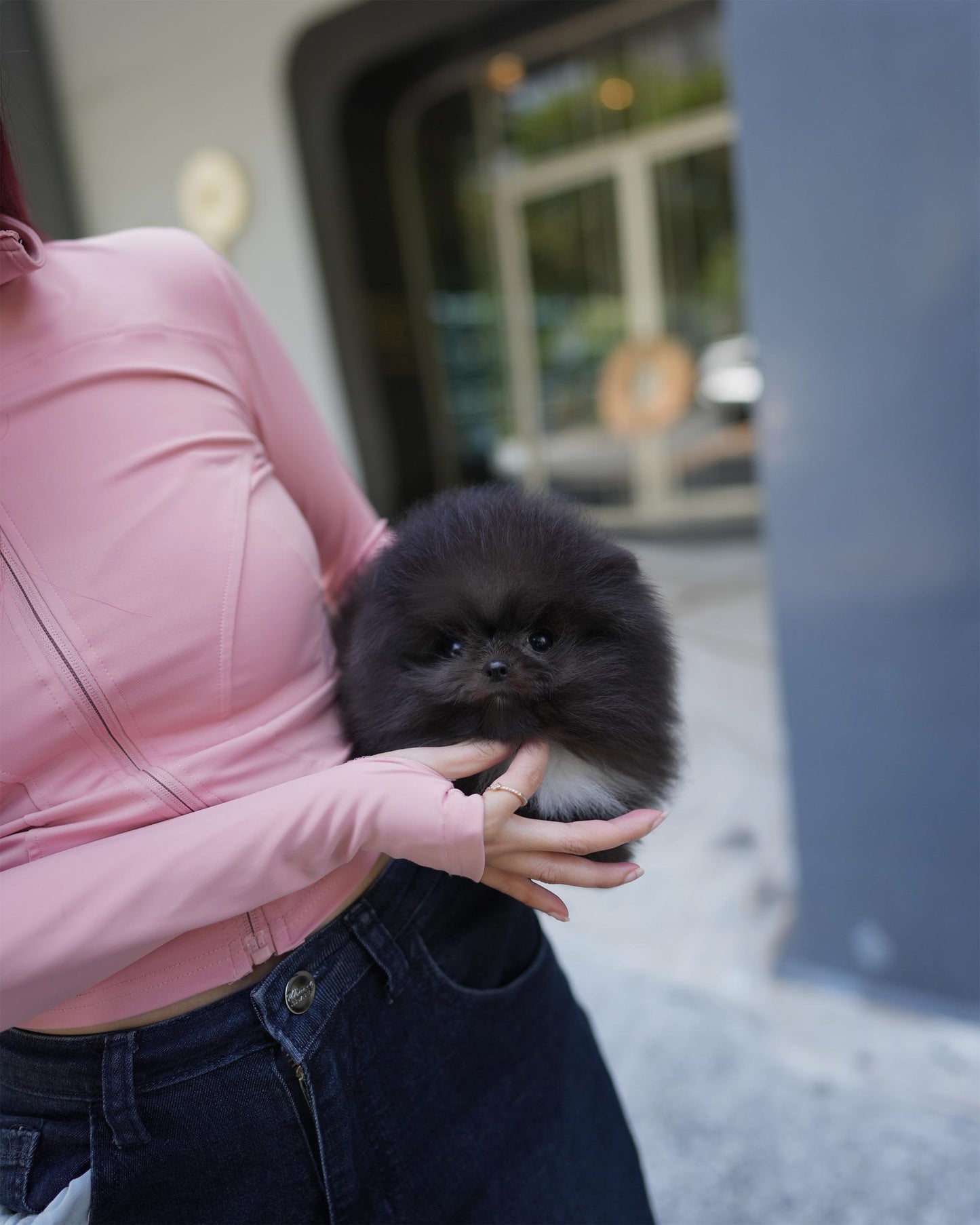 Rigby - Pomeranian (Black)