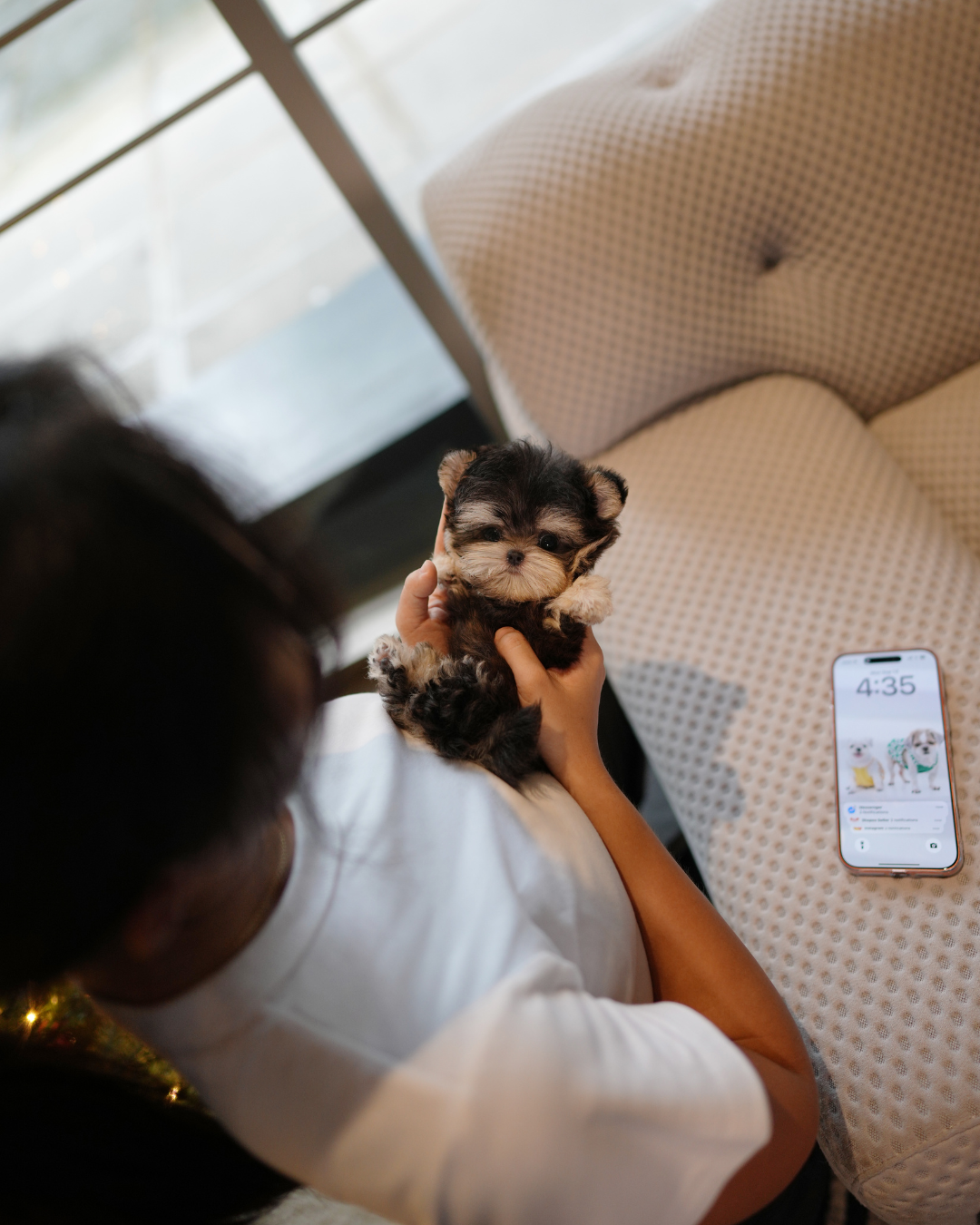 Sage - Teacup Morkie (Black & Tan)