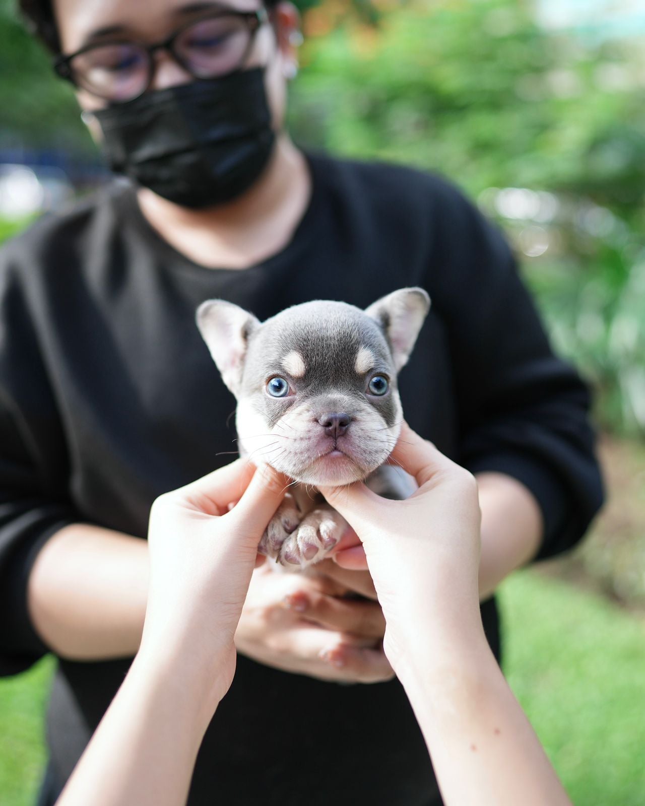 Leo - French Bulldog (Lilac Tan)