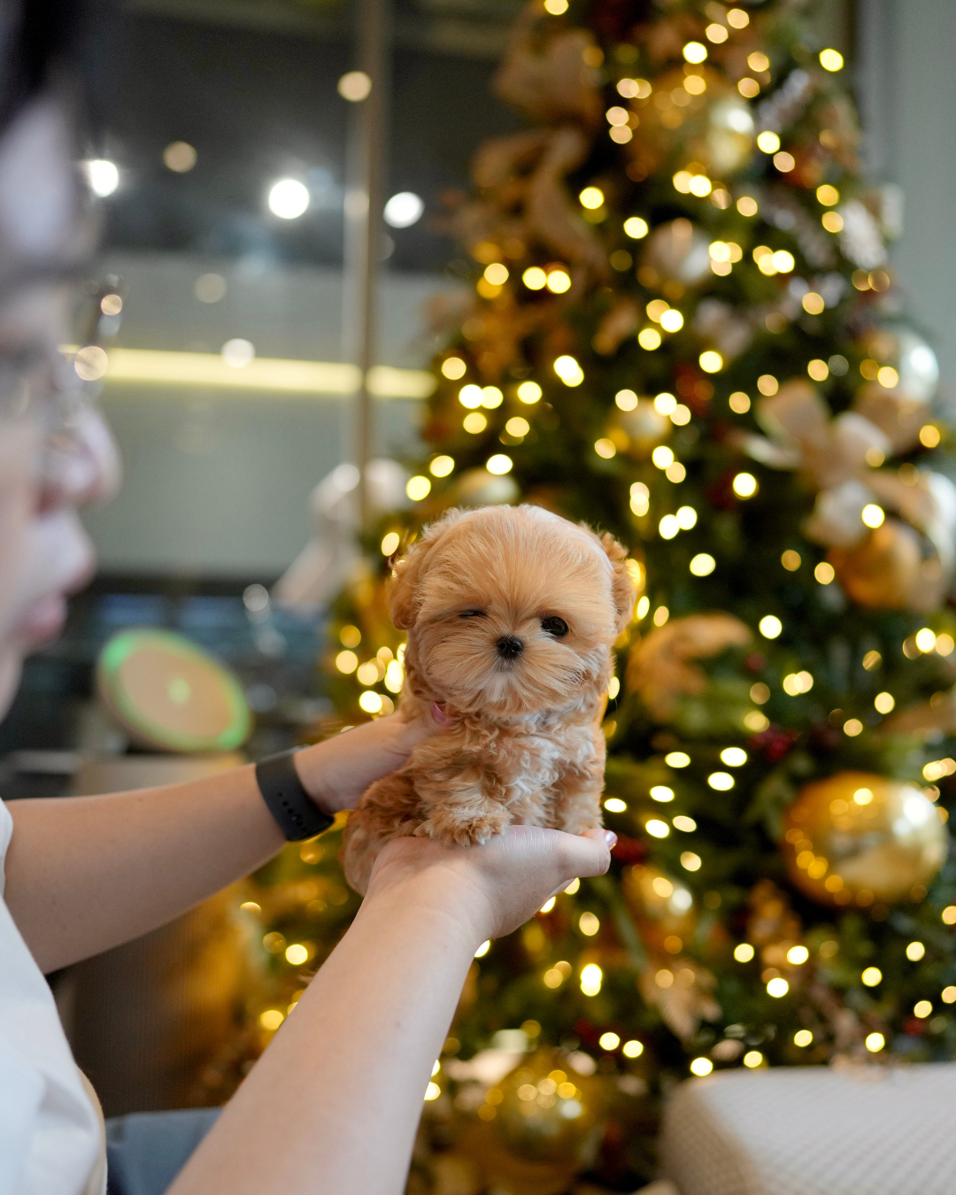Althea - Teacup Maltipoo (Brown & White)