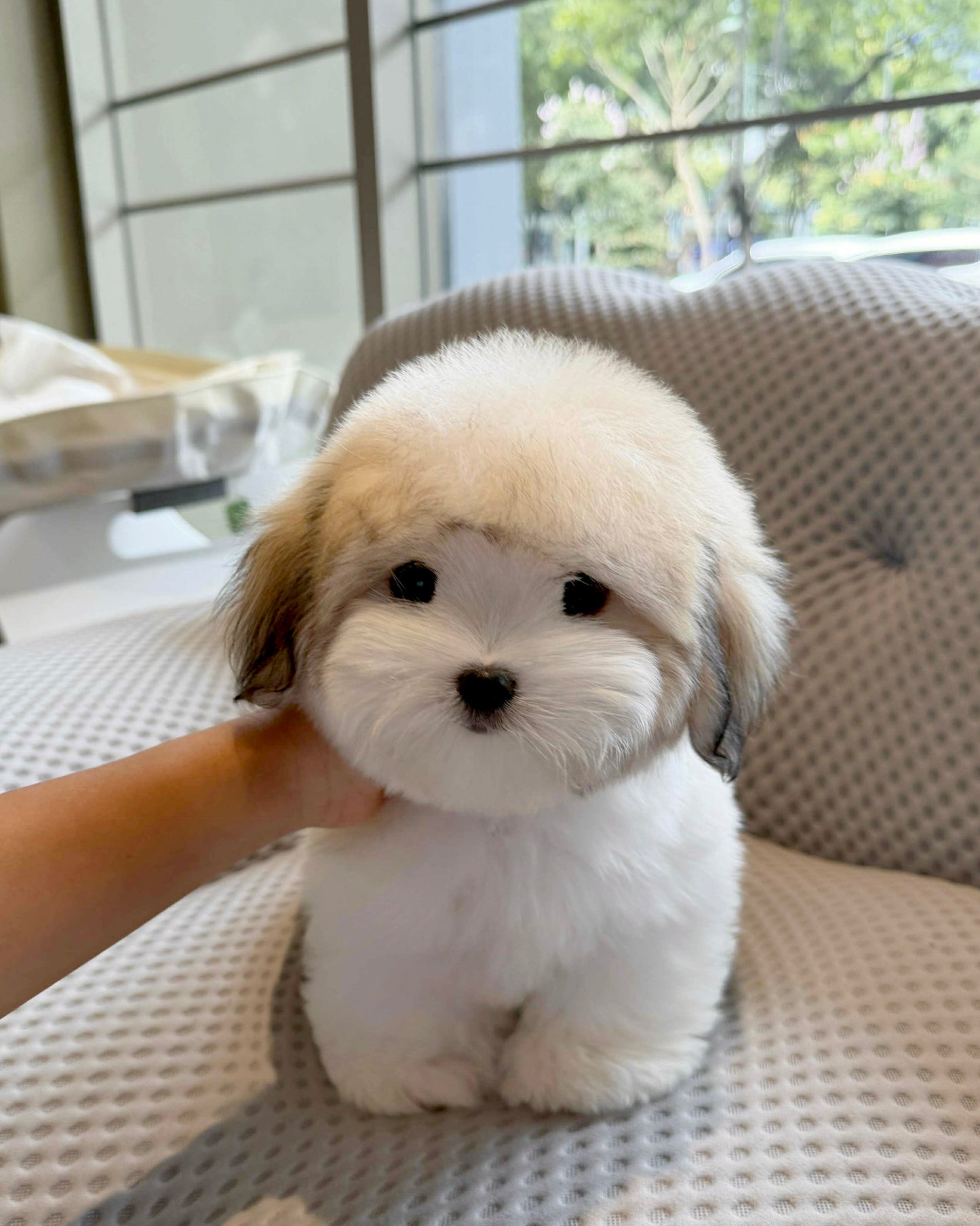 Keanu - Coton de Tulear (Parti)