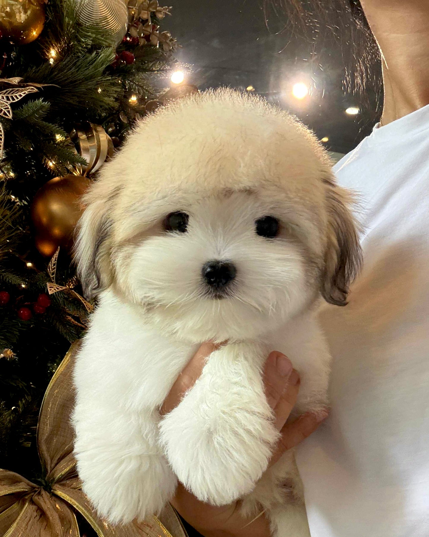 Keanu - Coton de Tulear (Parti)