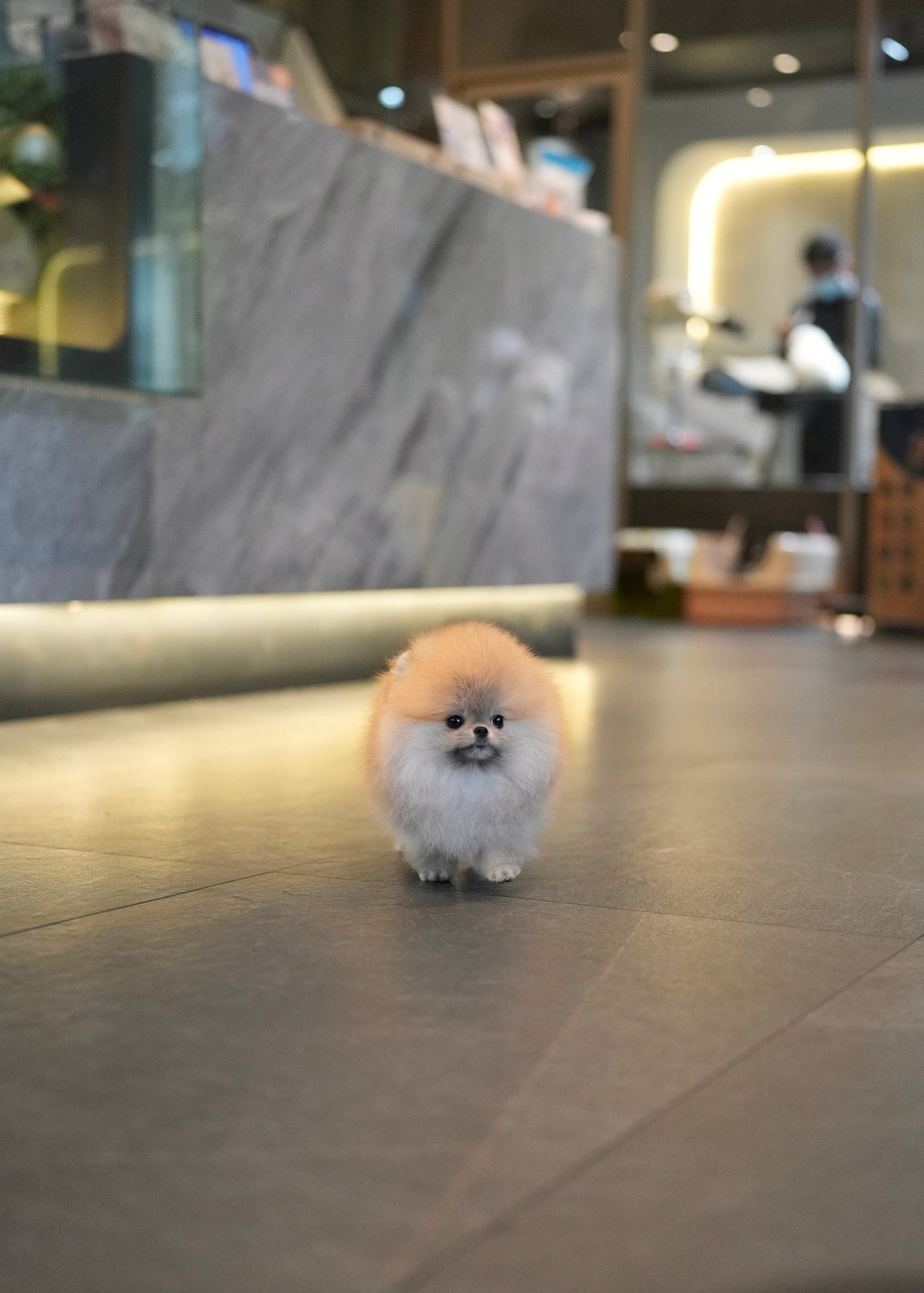 Shiloh - Pomeranian (Orange)