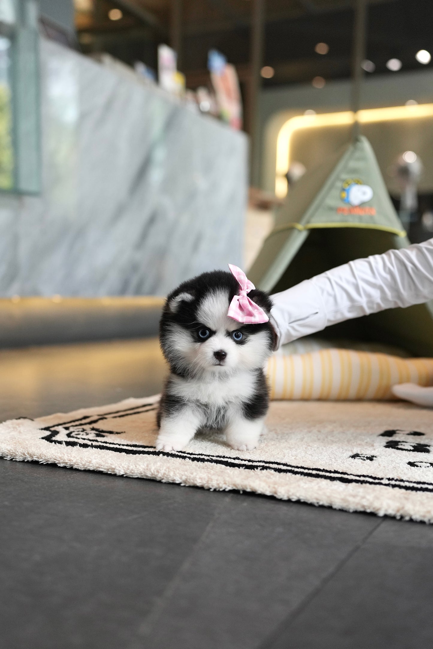 Aura - Mini Pomsky (Black & White)