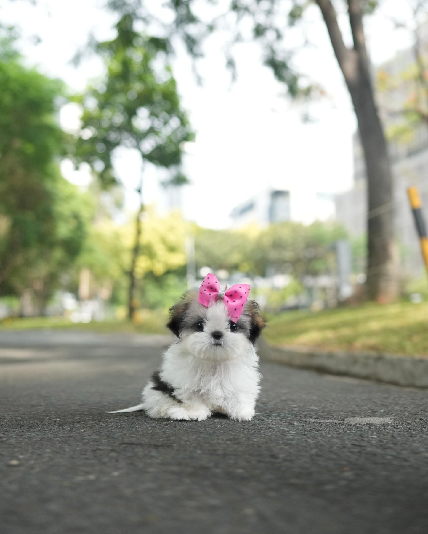 Riley - Mini Shih Tzu (Brown & White)