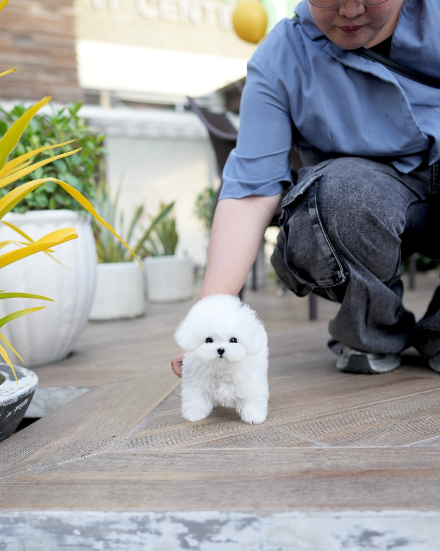 Mochi - Mini Bichon (White: Cebu Branch)