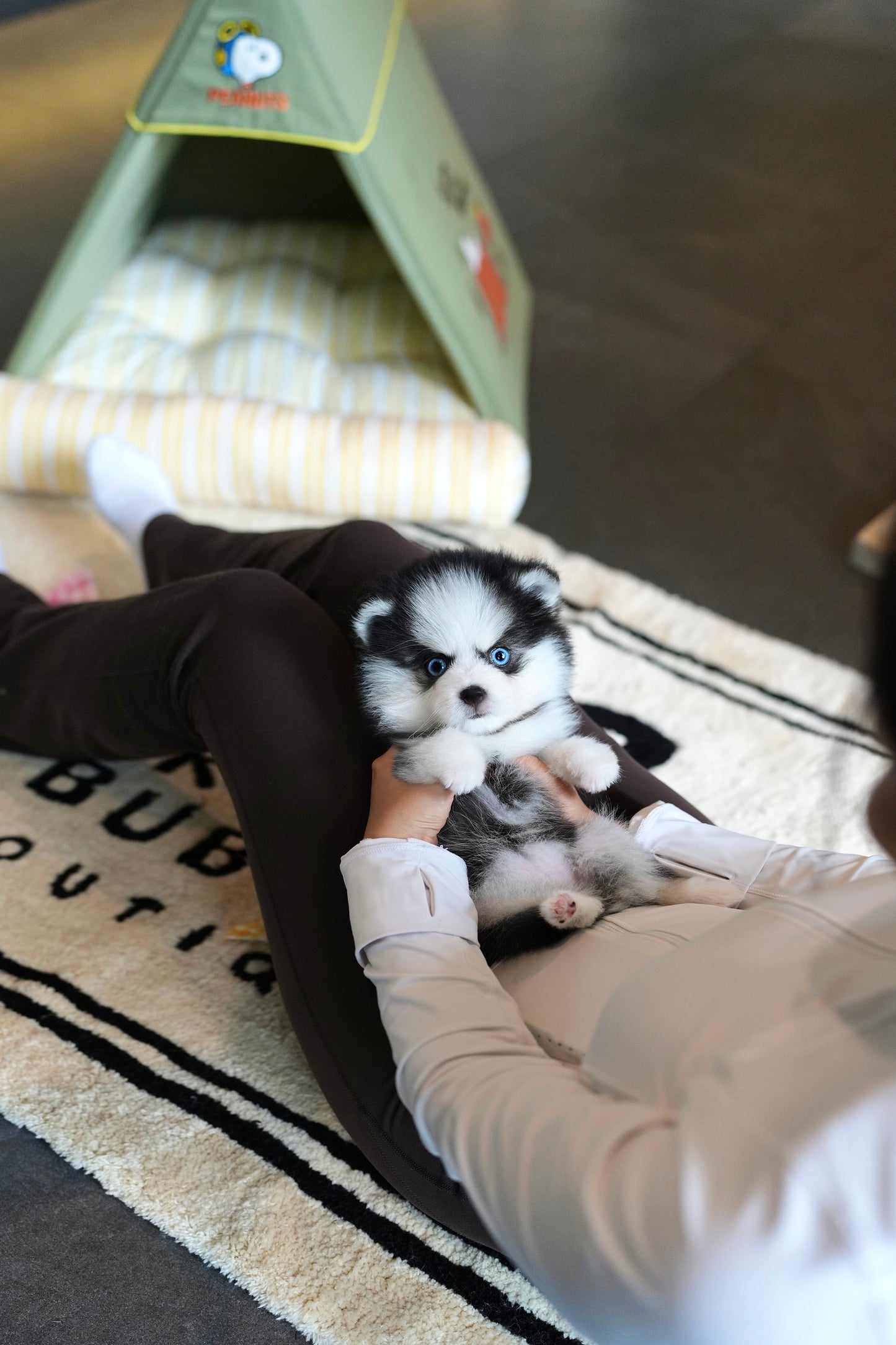 Aura - Mini Pomsky (Black & White)