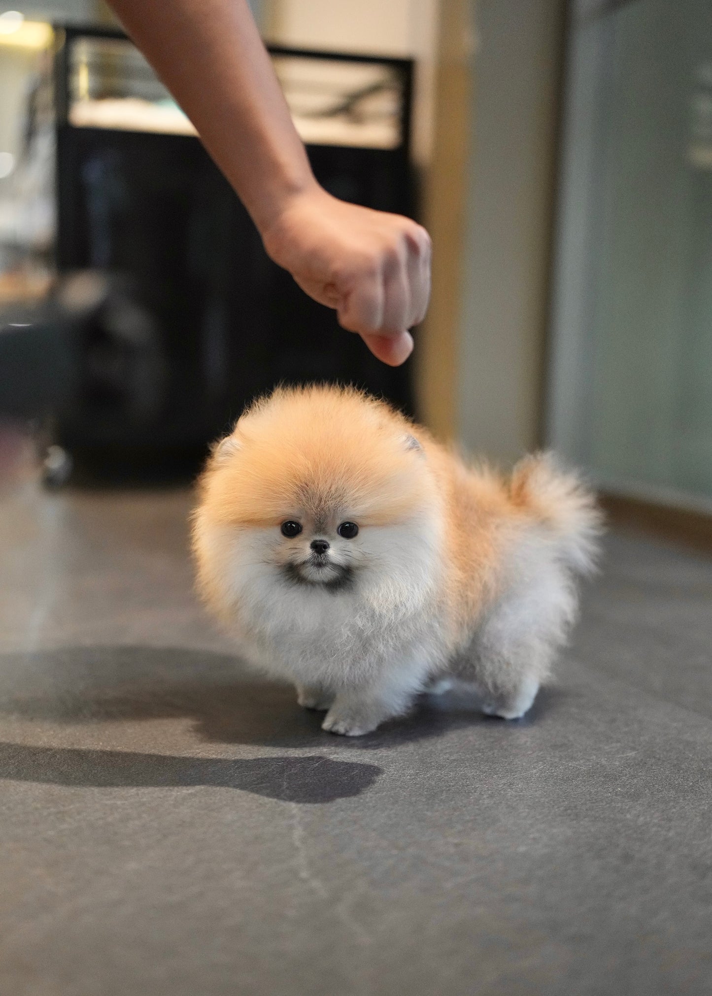 Shiloh - Pomeranian (Orange)