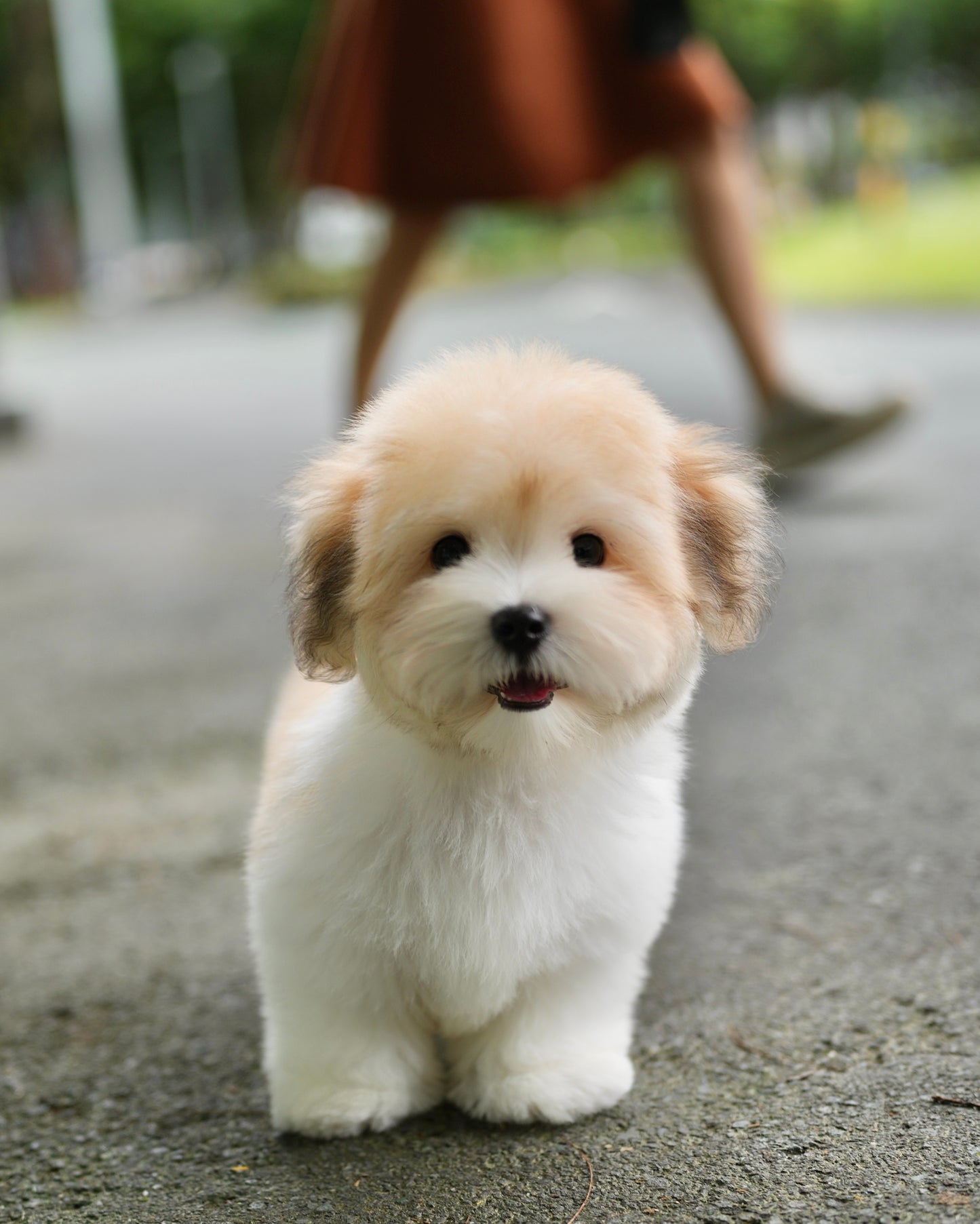 Coren - Coton de Tulear (Parti)