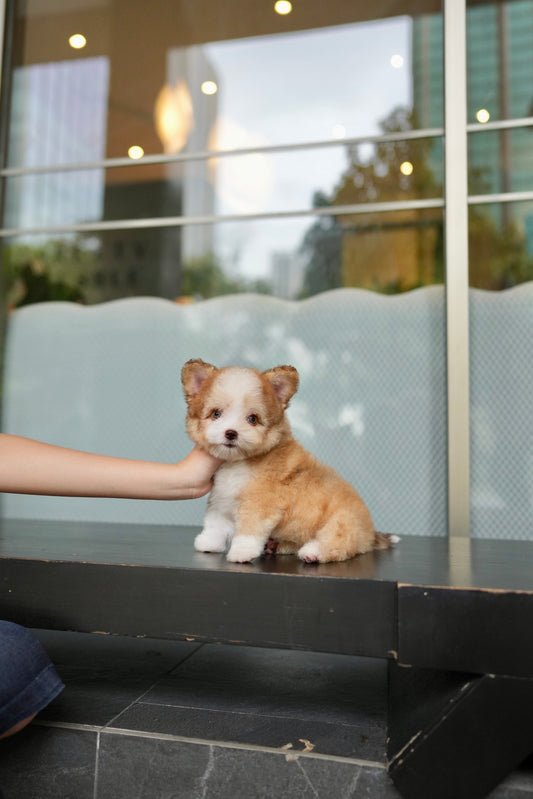 Milo - Mini Golden Doodle (Choco & White)