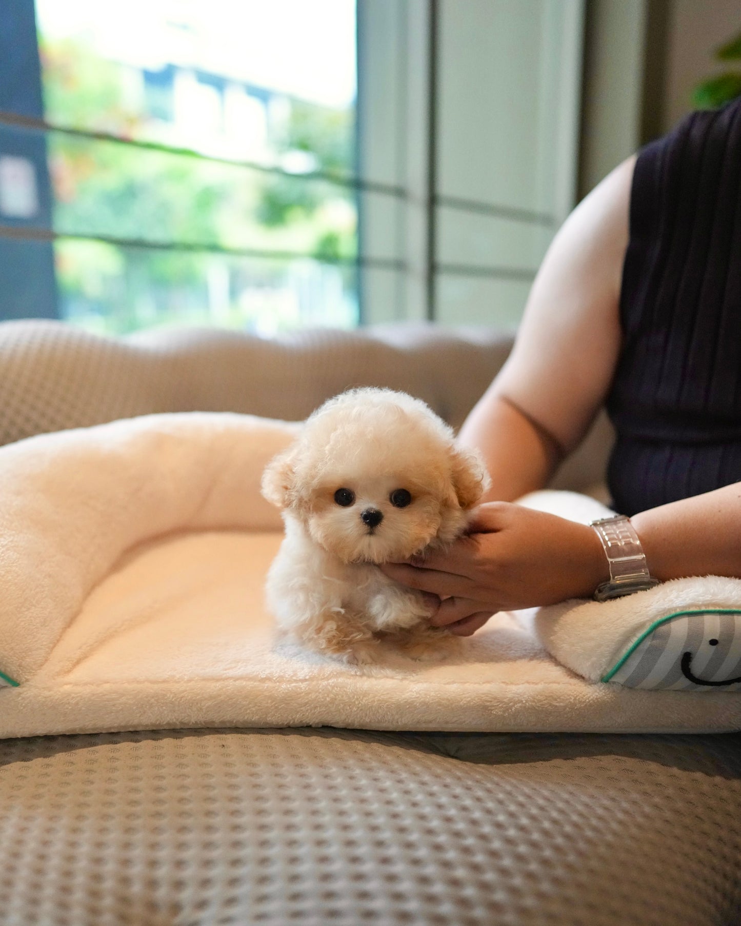 Axel - Micro Poodle (Brown & White)