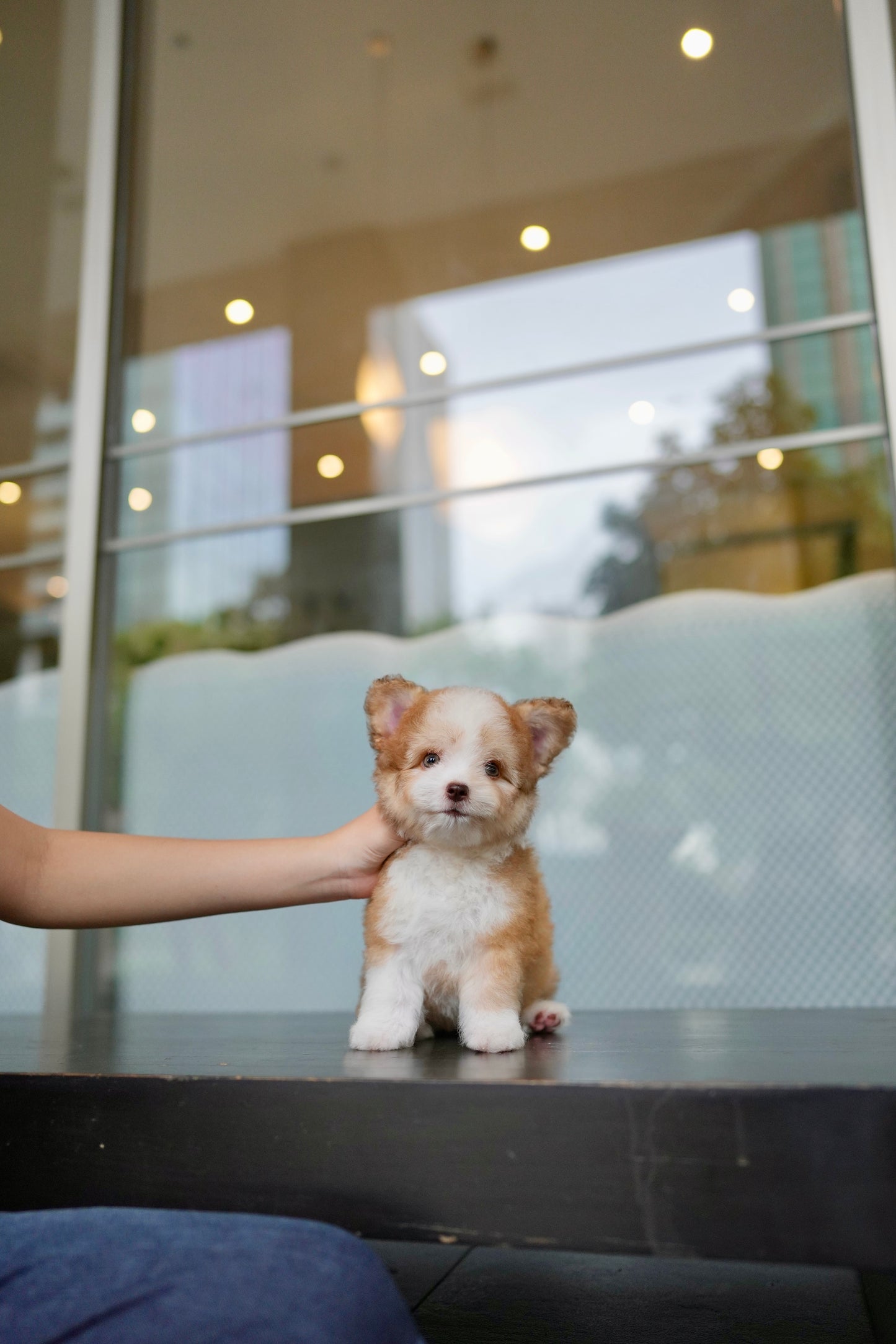 Milo - Mini Golden Doodle (Choco & White)