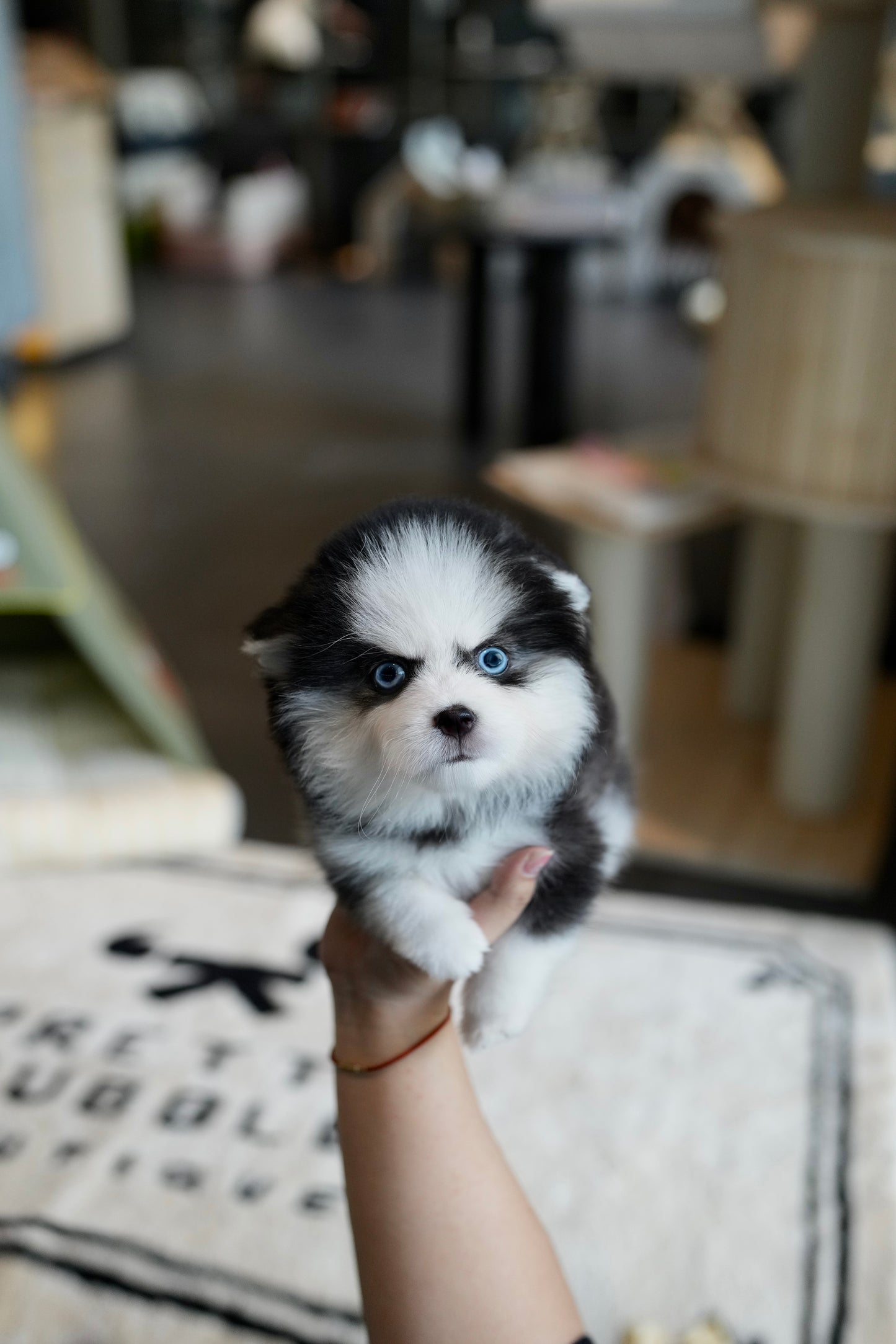 Aura - Mini Pomsky (Black & White)