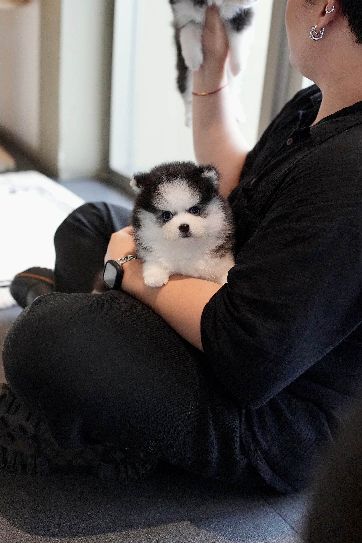 Nori - Mini Pomsky (Black & White)