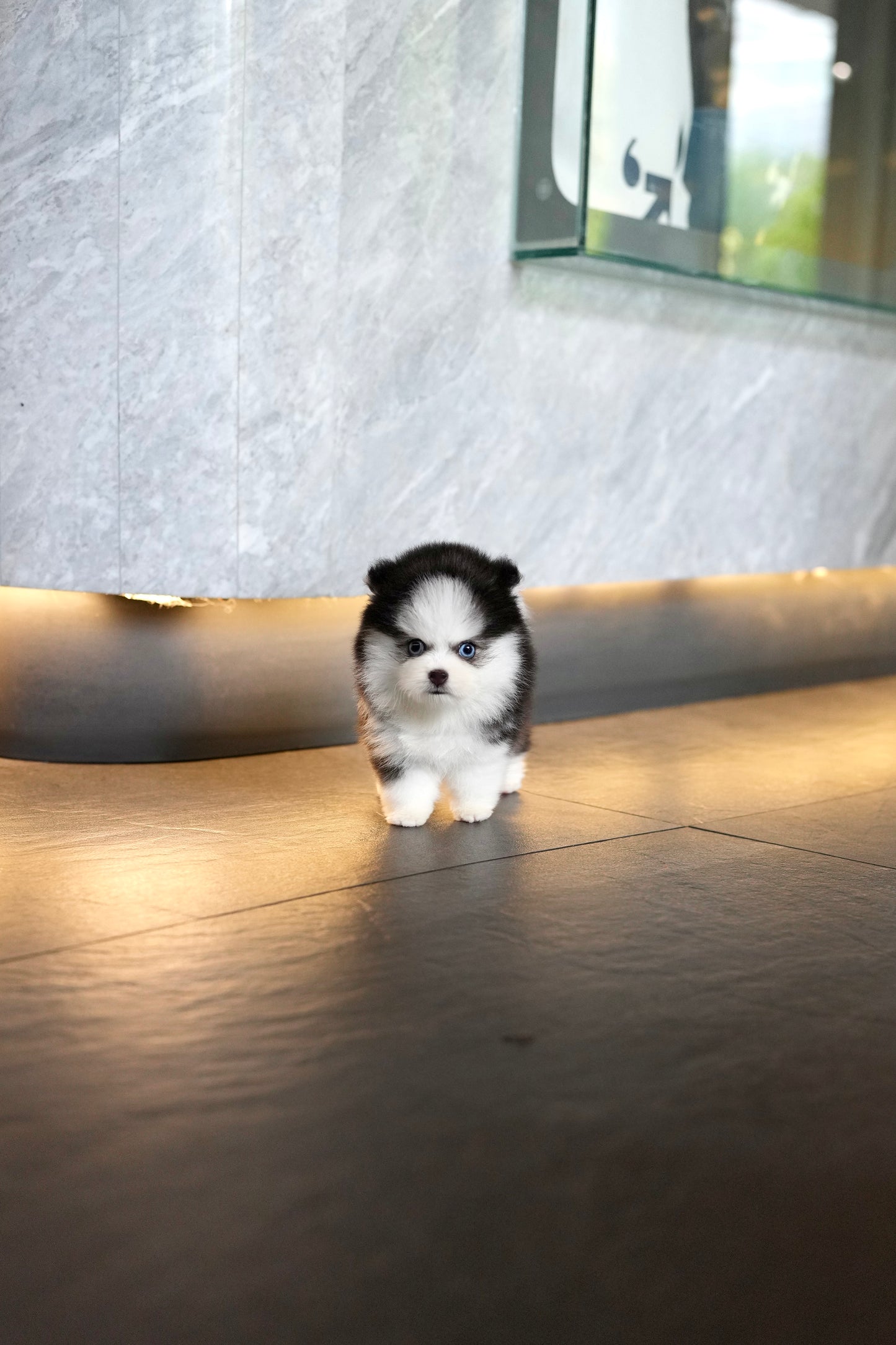 Nori - Mini Pomsky (Black & White)