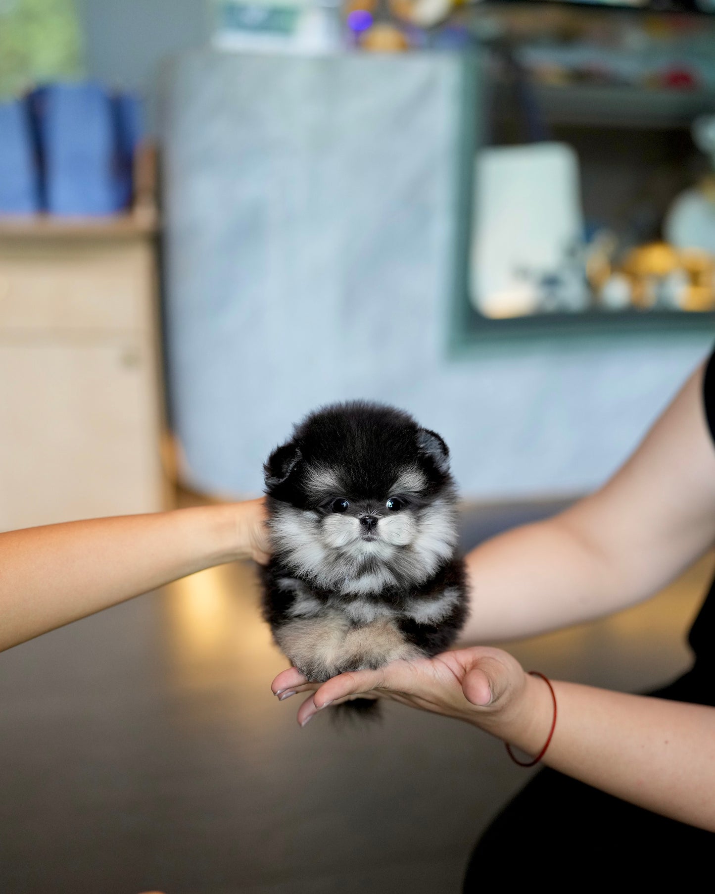 Ferds - Maltipom (Black Tan)