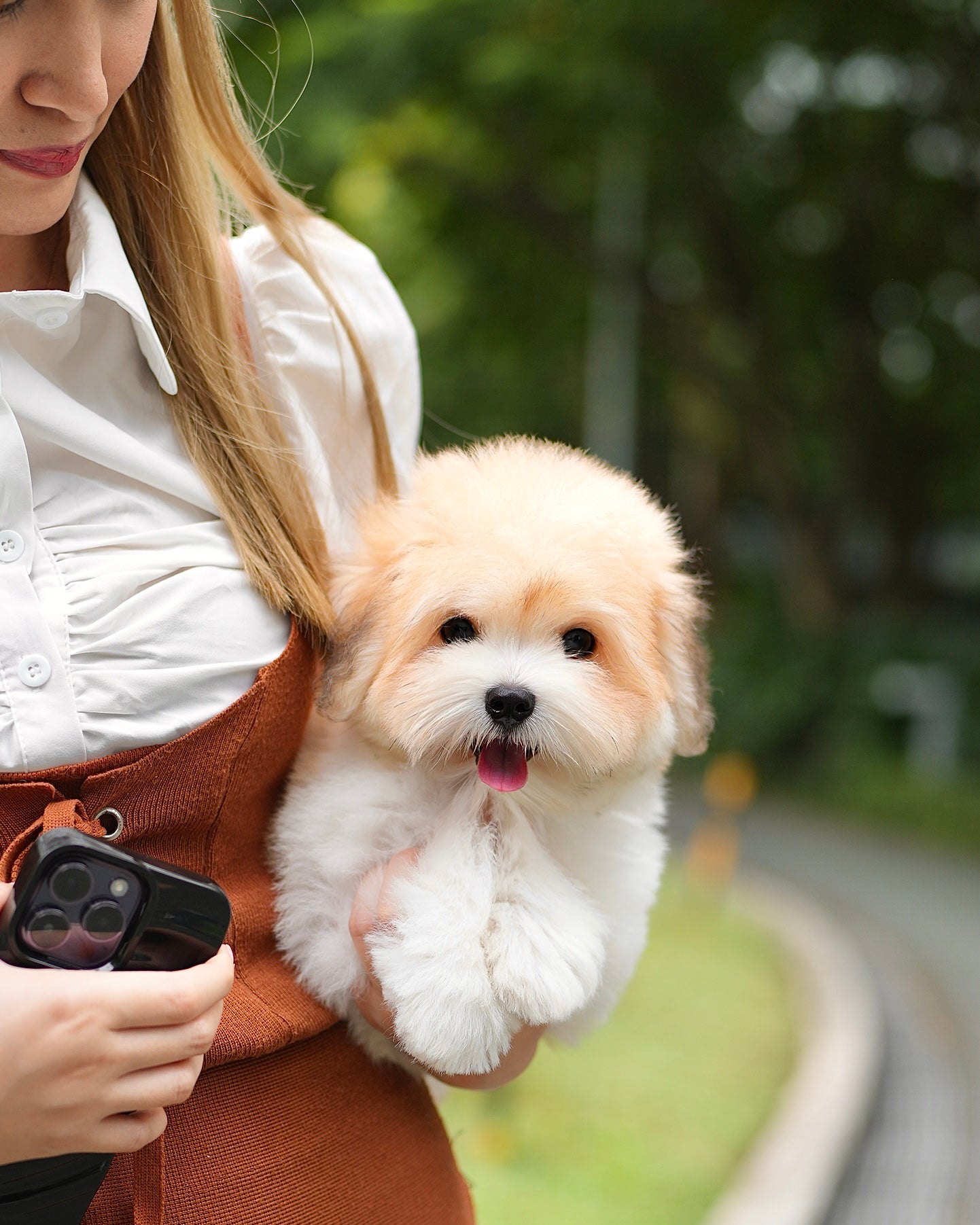 Coren - Coton de Tulear (Parti)