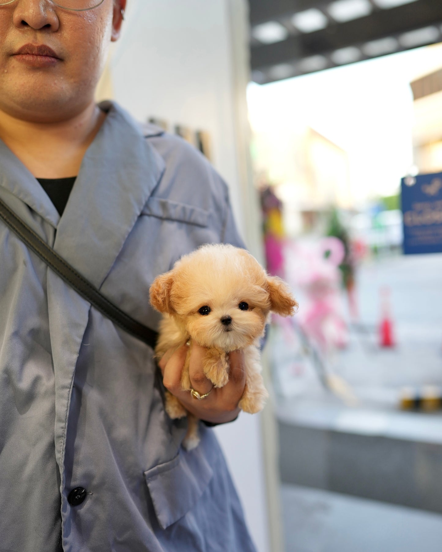 Lily - Maltipoo (Brown & White : Cebu Branch)