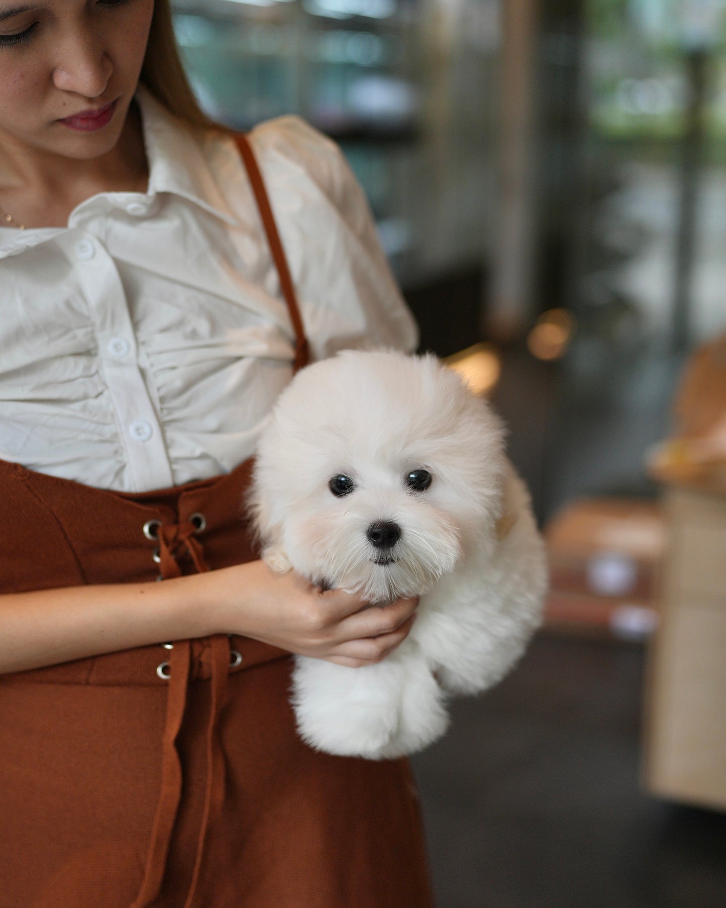 Carlo - Coton de Tulear (White)