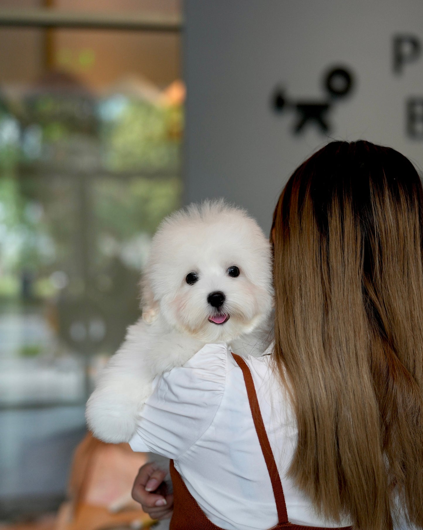 Carlo - Coton de Tulear (White)
