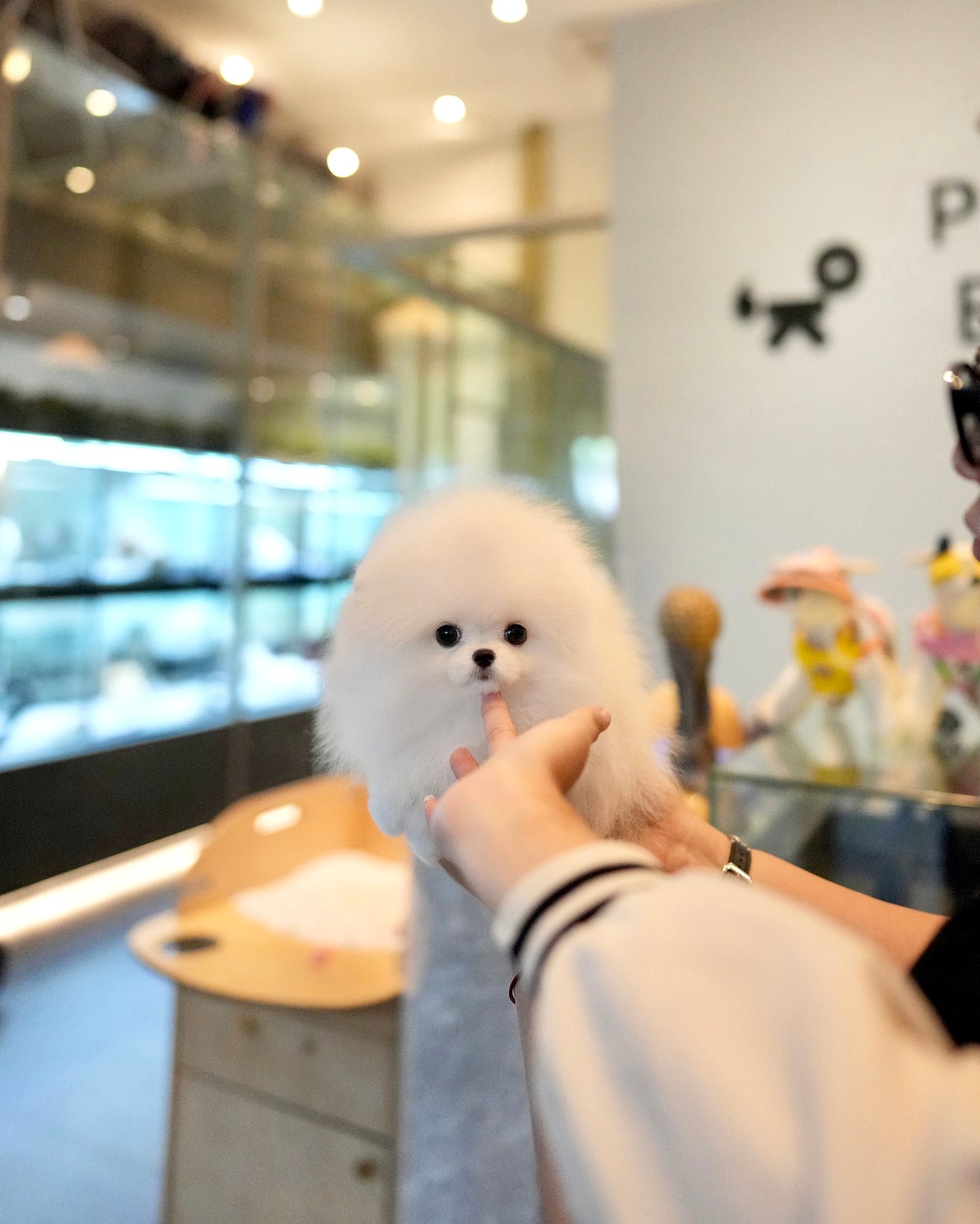 Lily - Pomeranian (White)