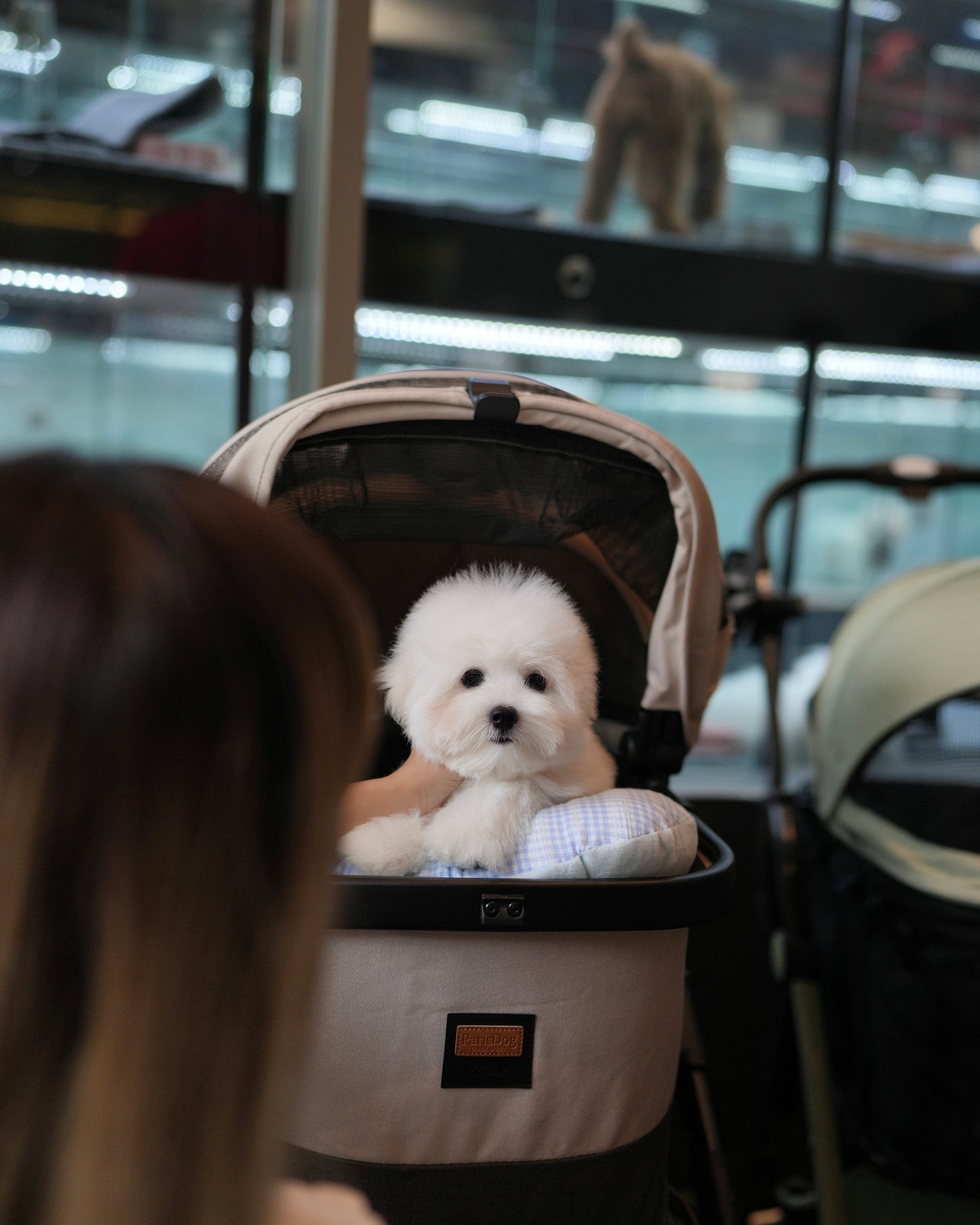 Carlo - Coton de Tulear (White)