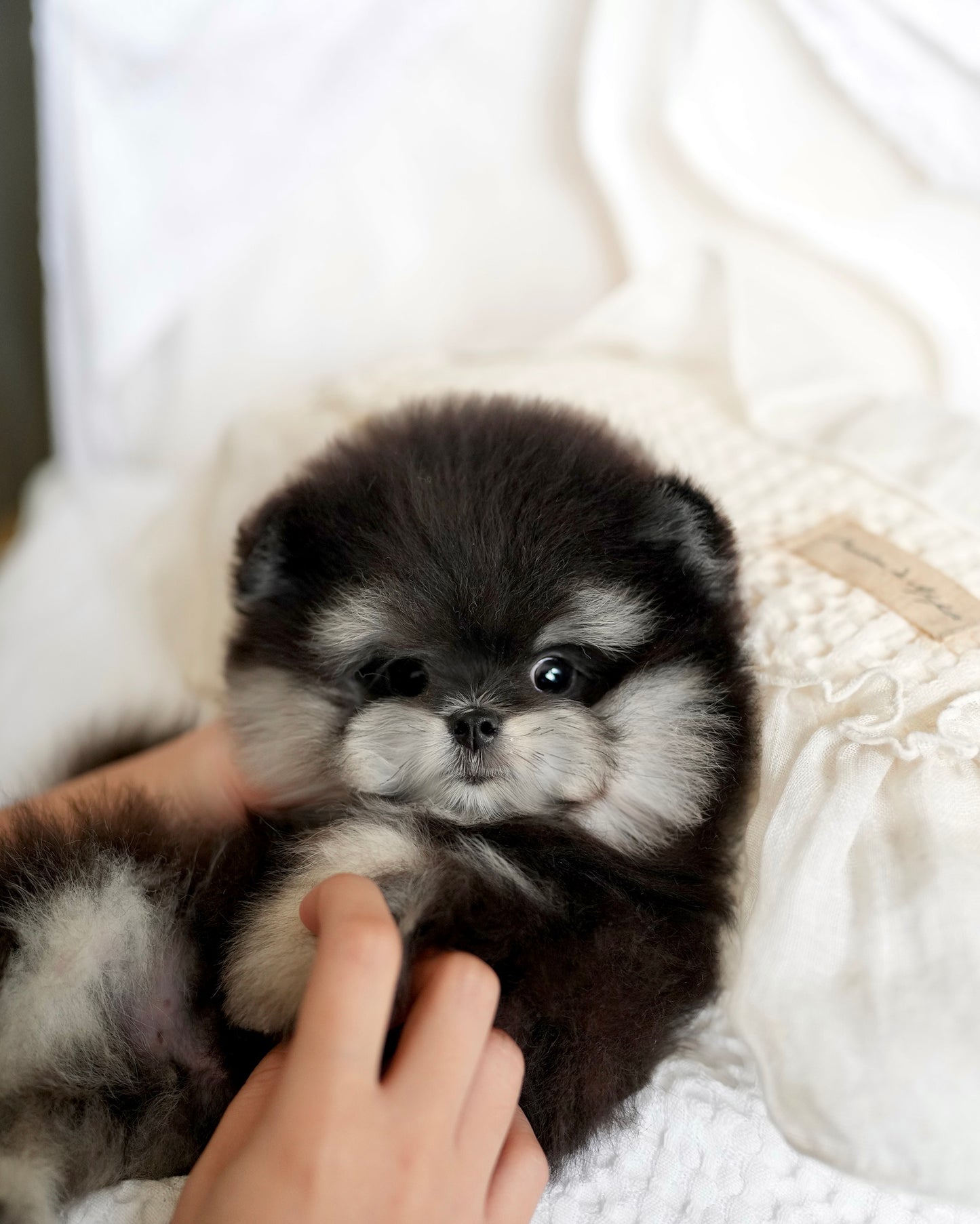 Ferds - Maltipom (Black Tan)