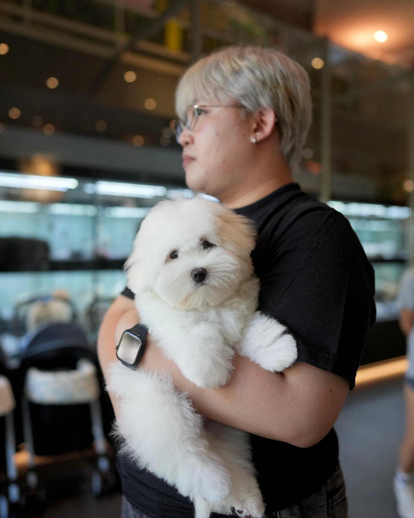 Zoren - Coton de Tulear (White)