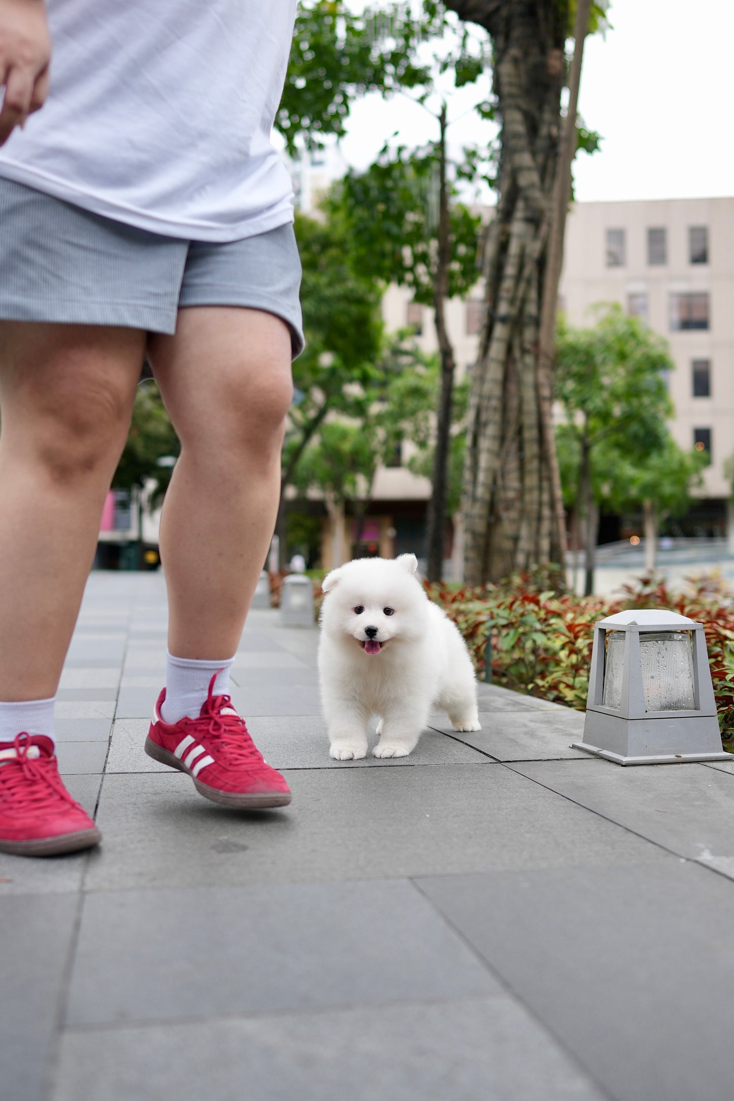 Skylette - Samoyed (White)