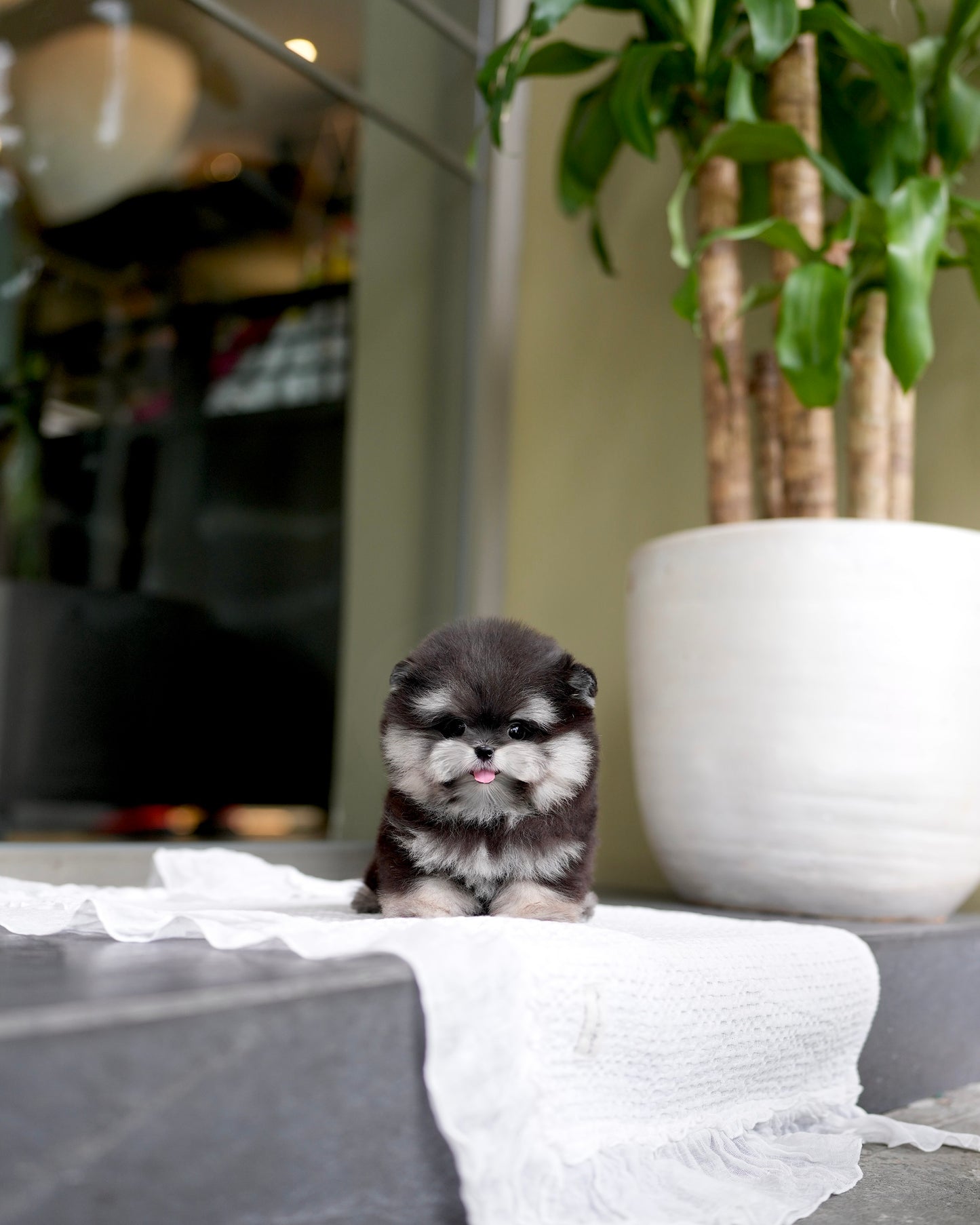 Ferds - Maltipom (Black Tan)