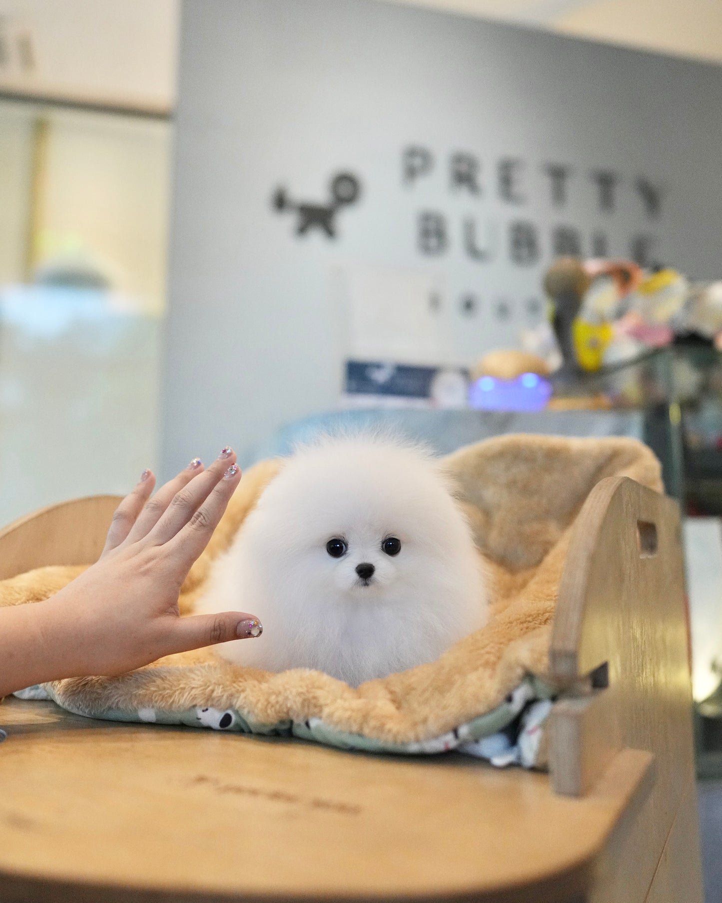 Lily - Pomeranian (White)
