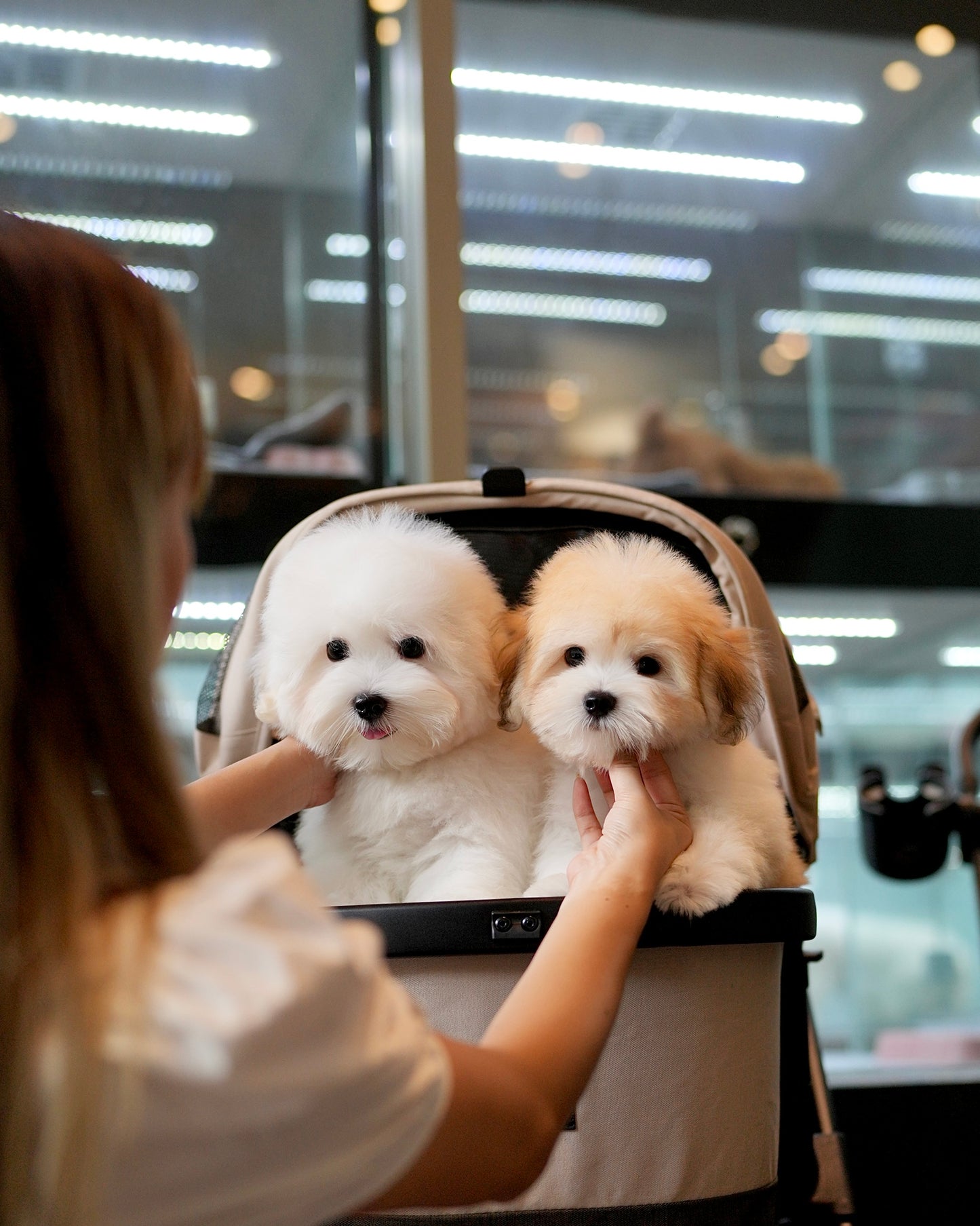 Carlo - Coton de Tulear (White)