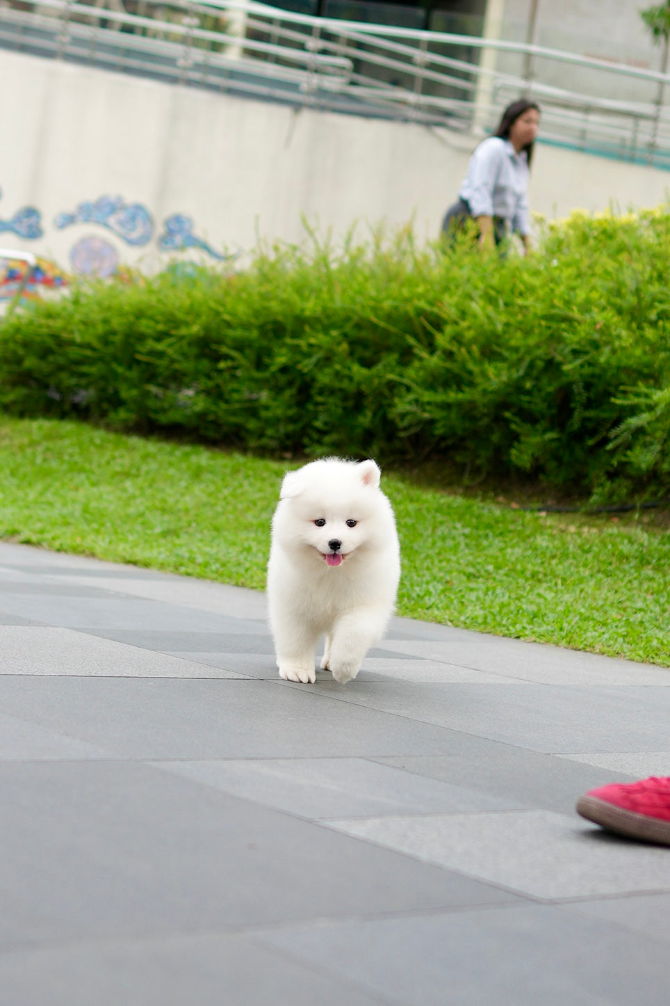 Skylette - Samoyed (White)