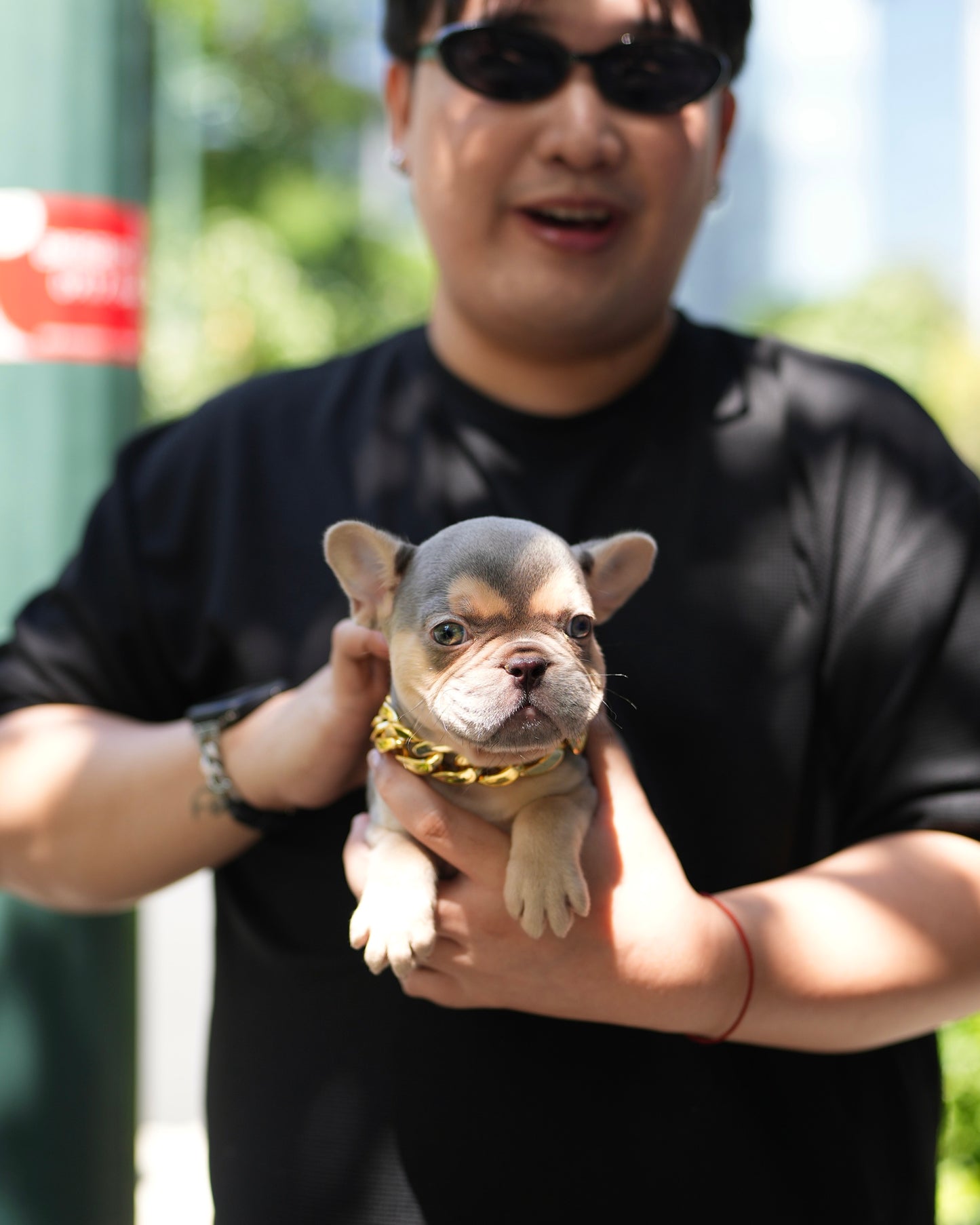 Rod - French Bulldog (Lilac Tan)