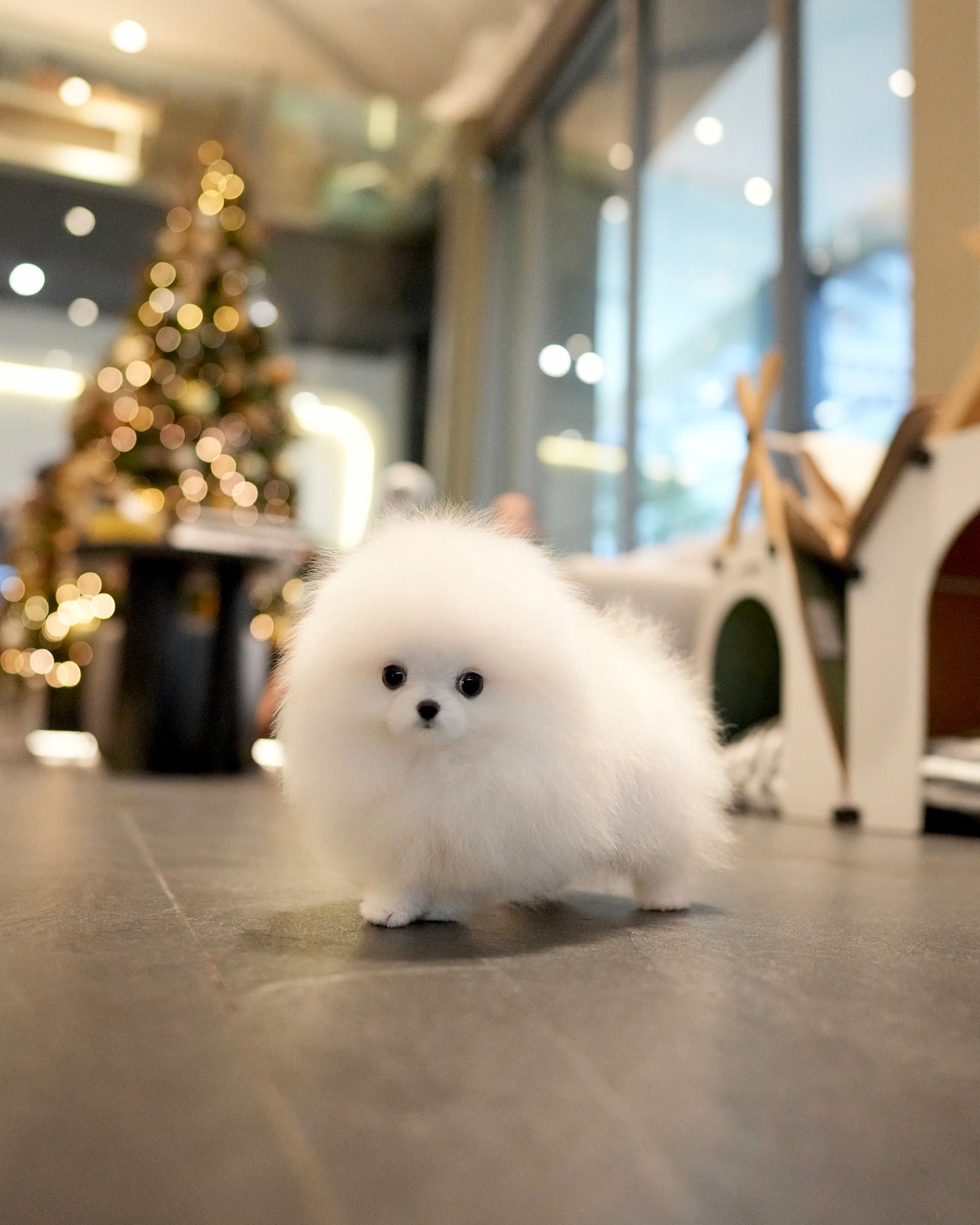 Lily - Pomeranian (White)