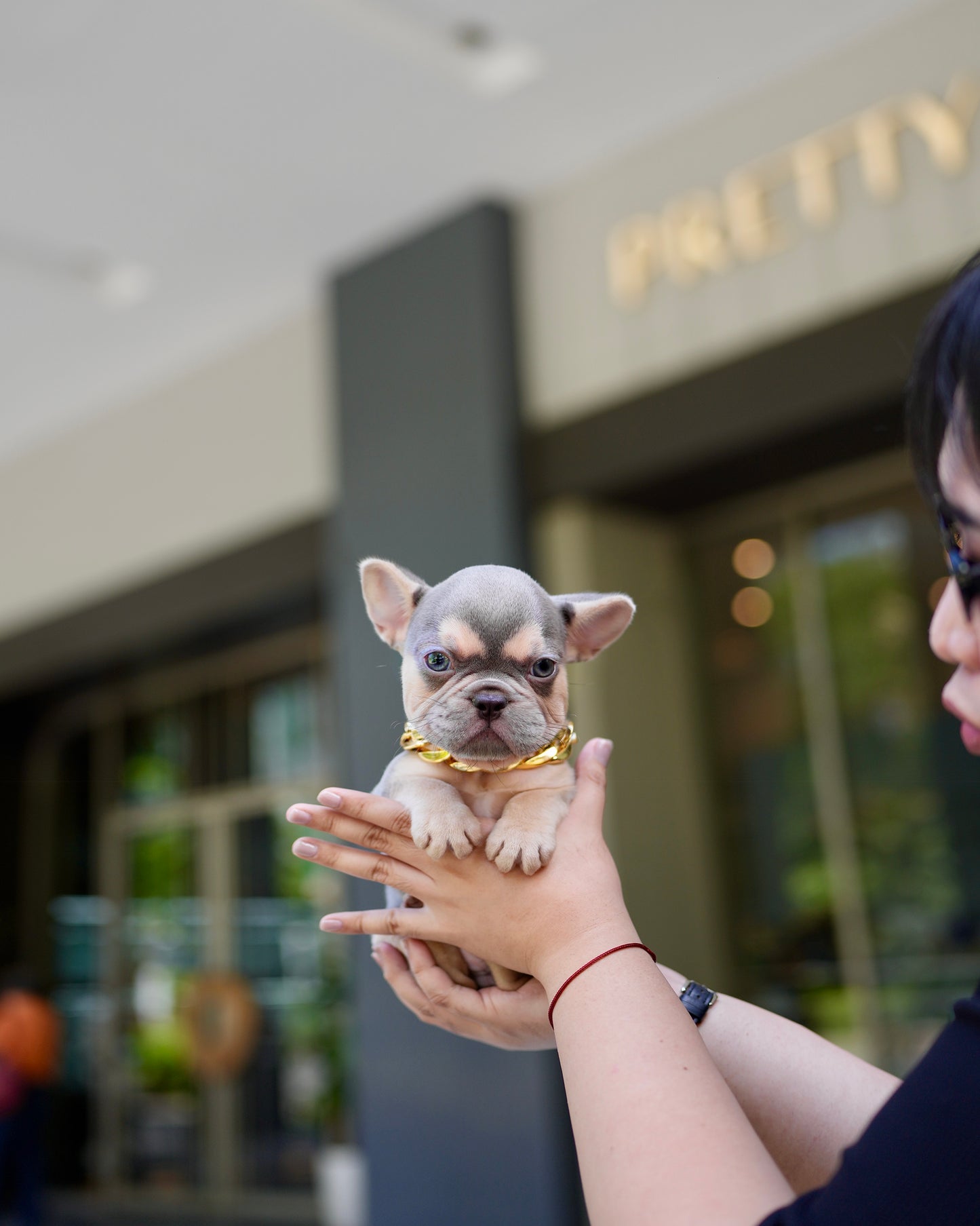 Rod - French Bulldog (Lilac Tan)
