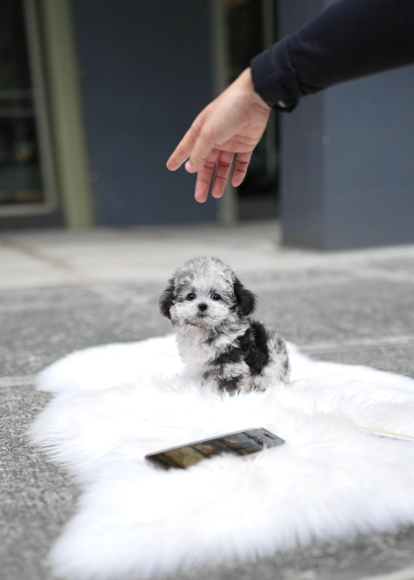 Cyrus - Maltipoo (Blue Merle)