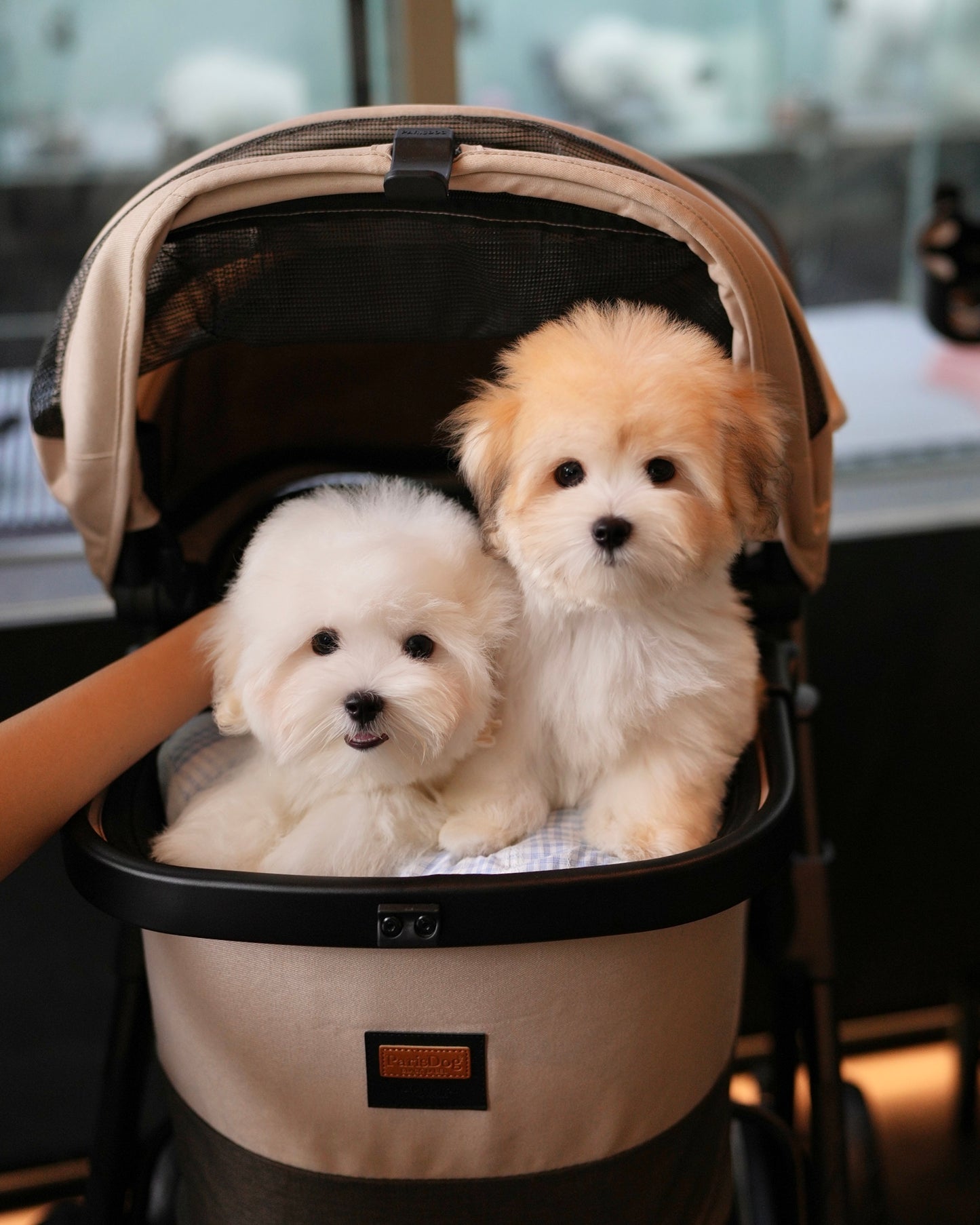 Carlo - Coton de Tulear (White)