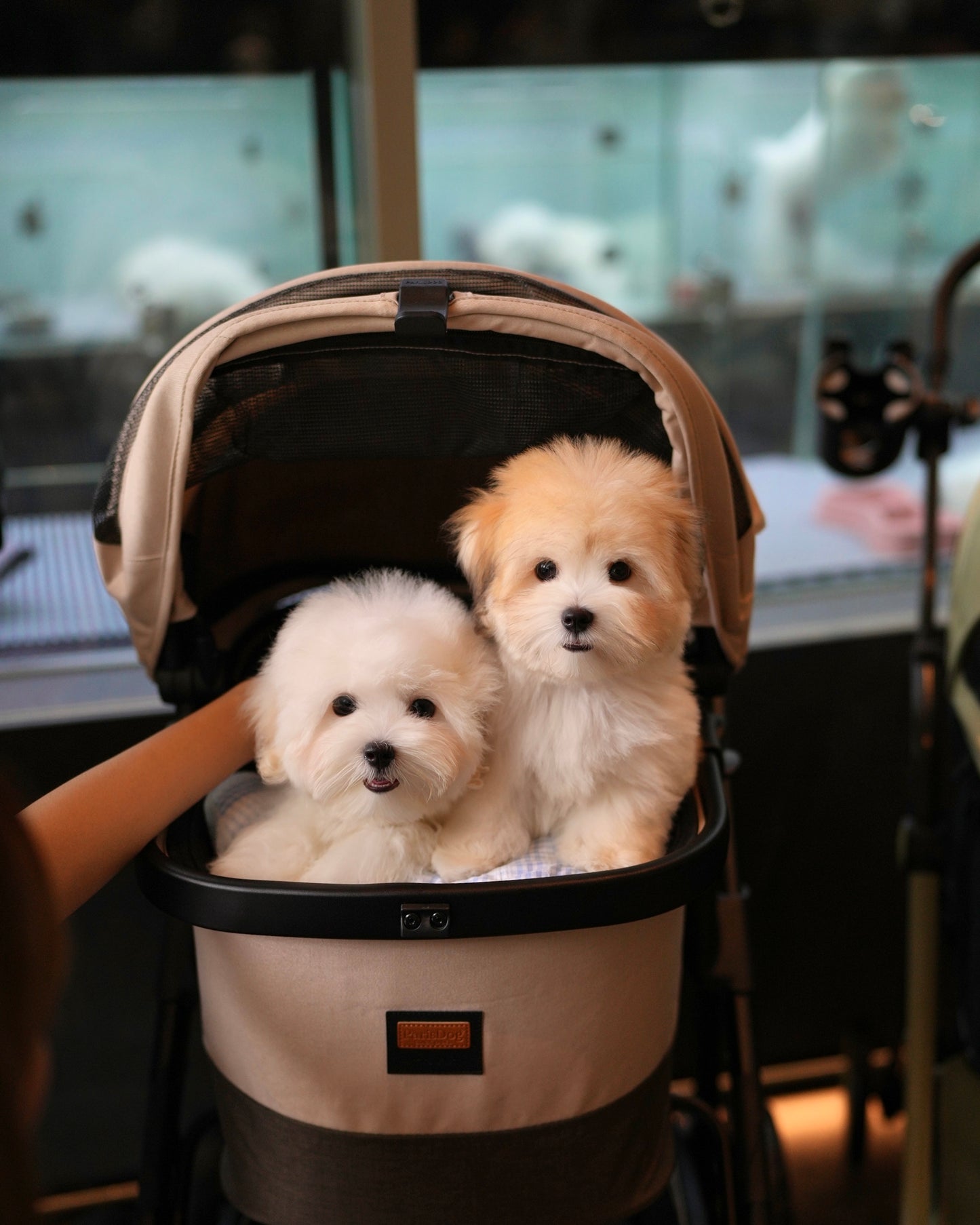 Carlo - Coton de Tulear (White)