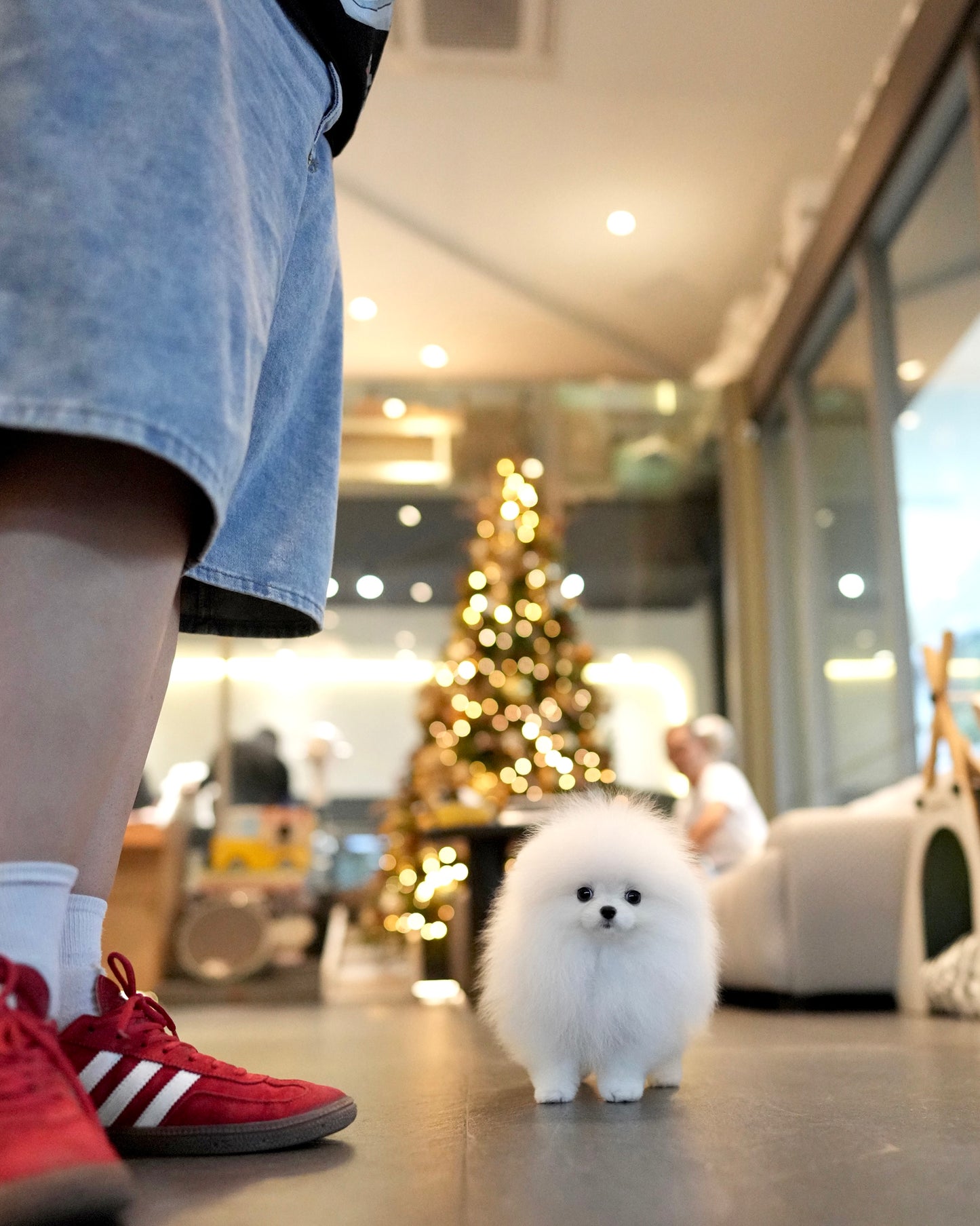 Lily - Pomeranian (White)