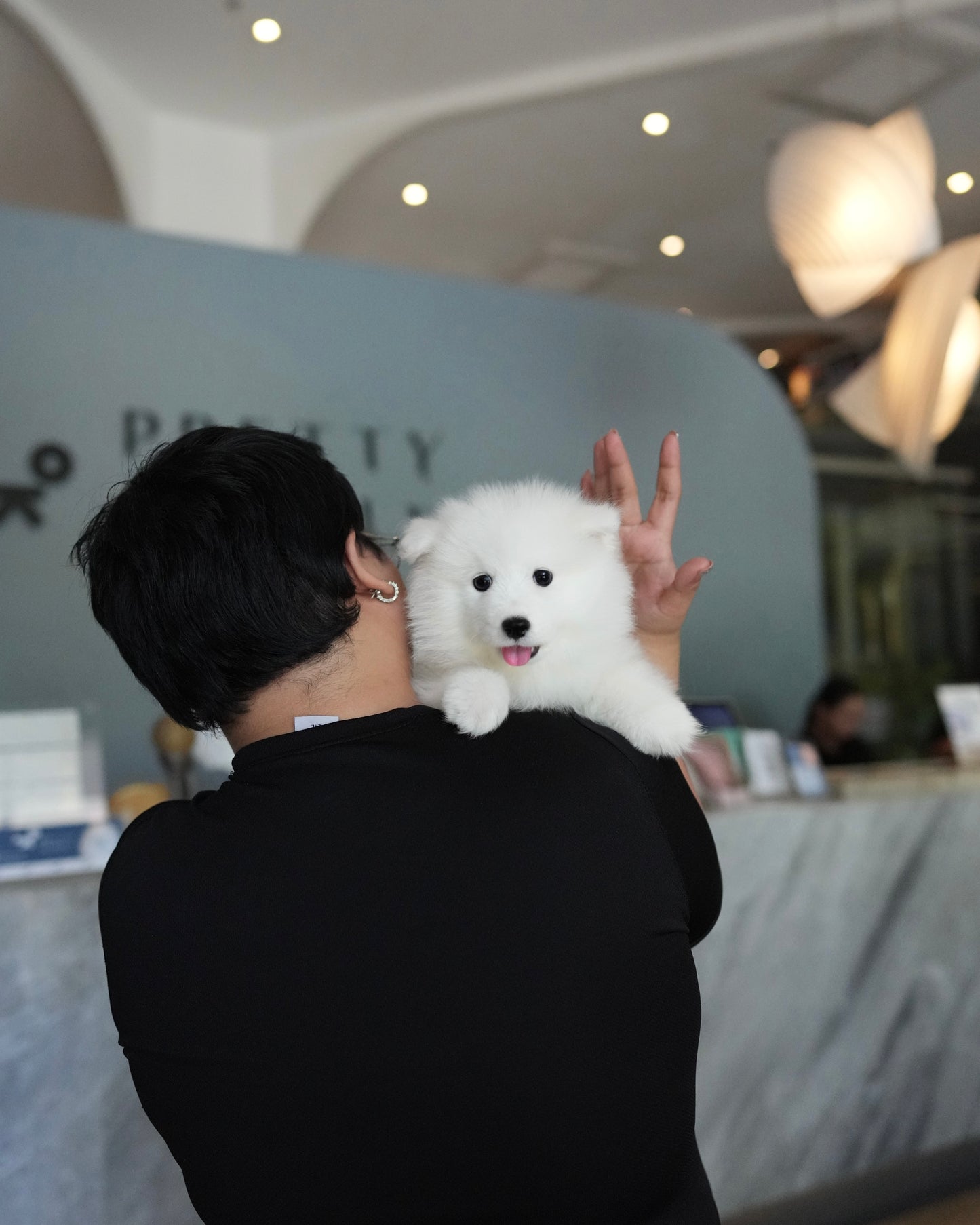 Bry - Samoyed (White)
