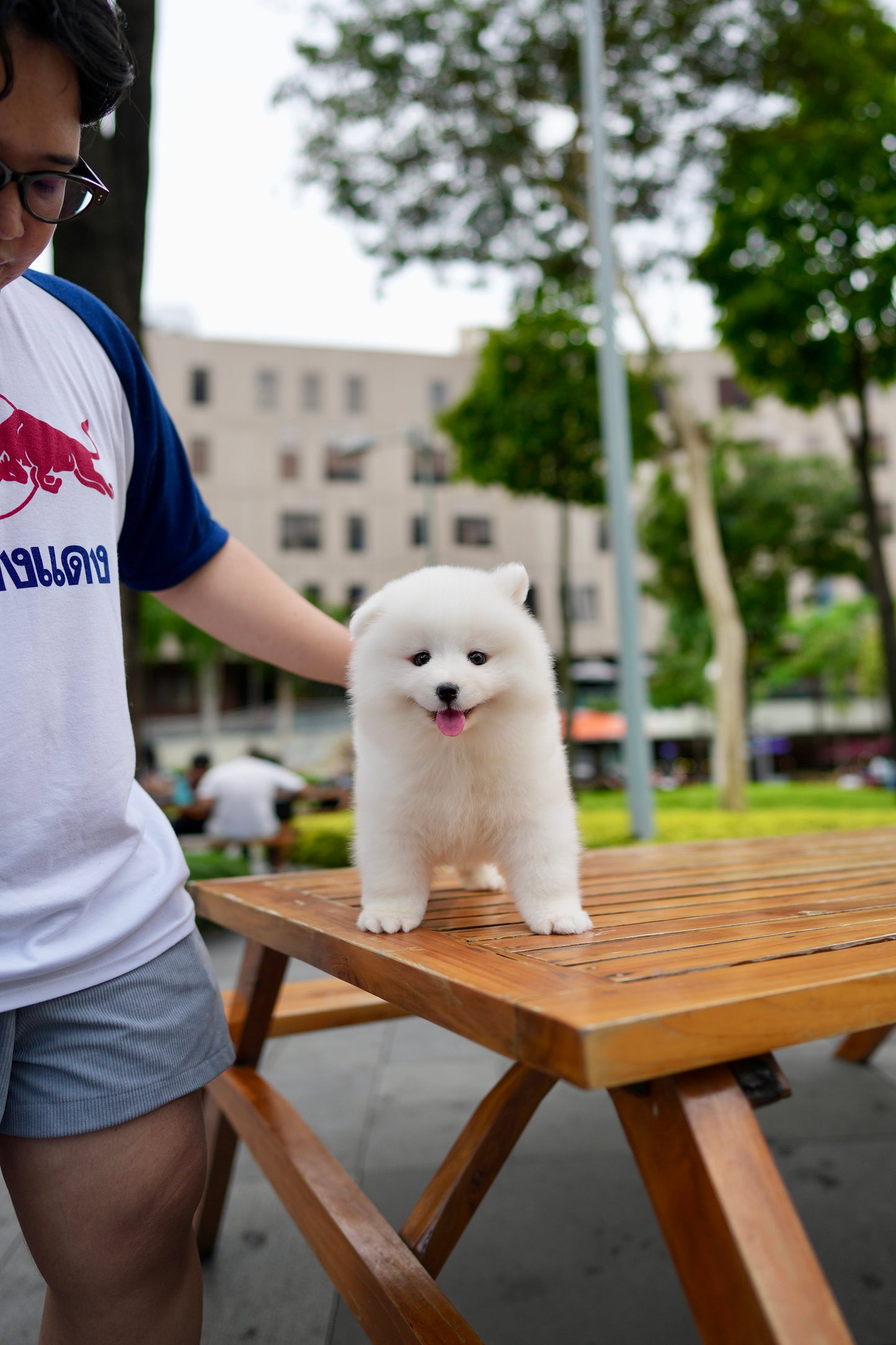 Skylette - Samoyed (White)