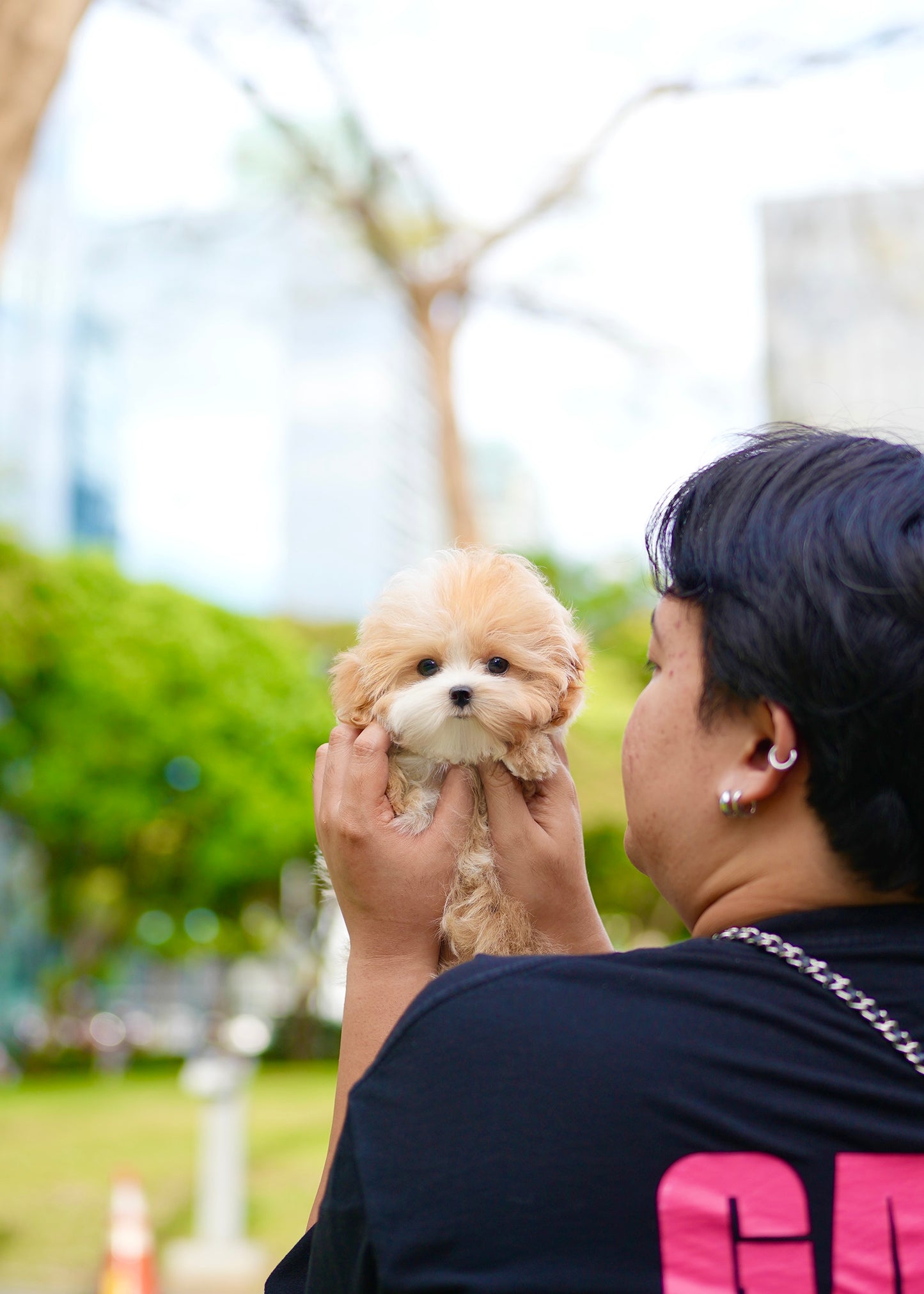 Roxie - Maltipoo (Brown & White)